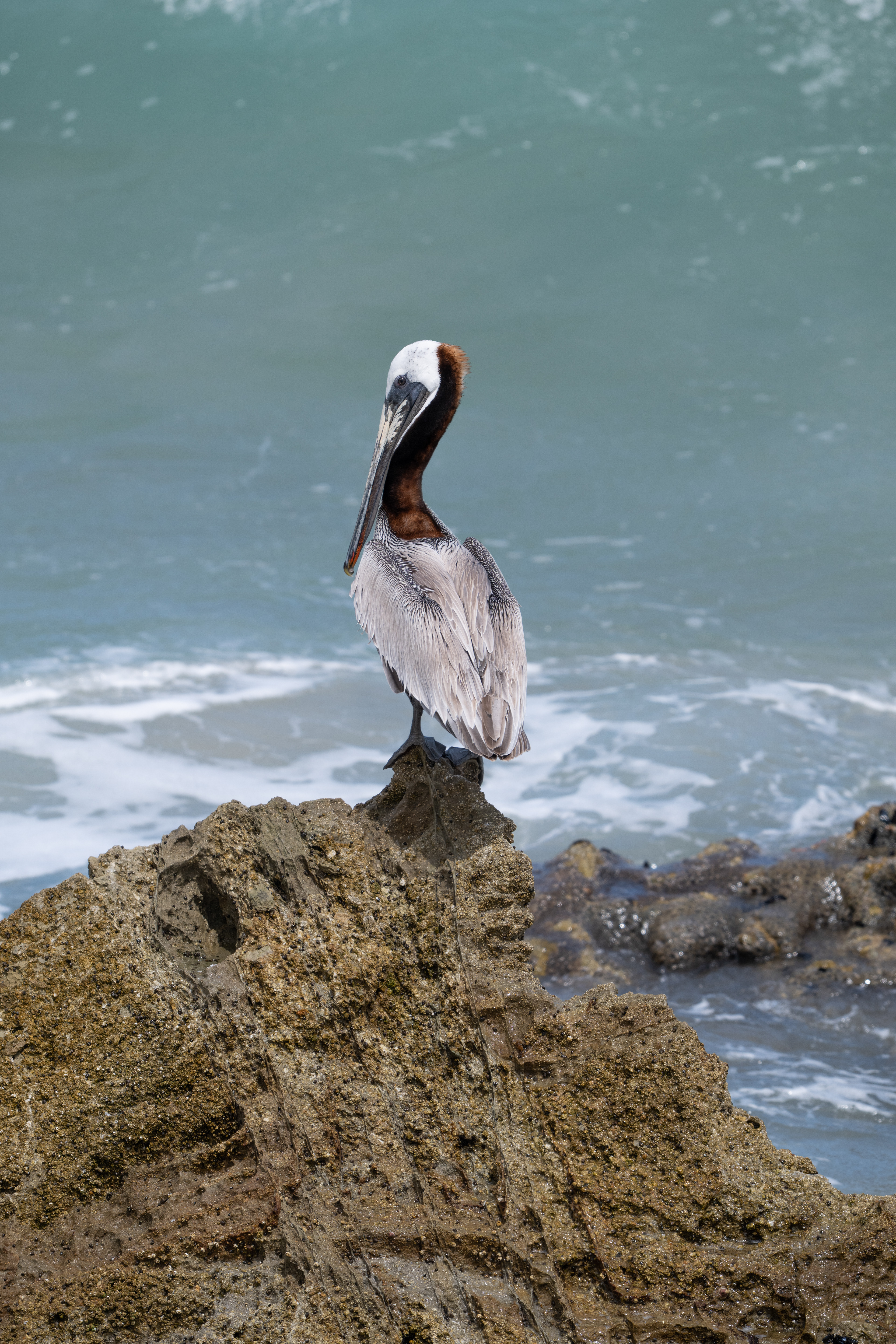 Brown Pelican - Santa Rosa Island