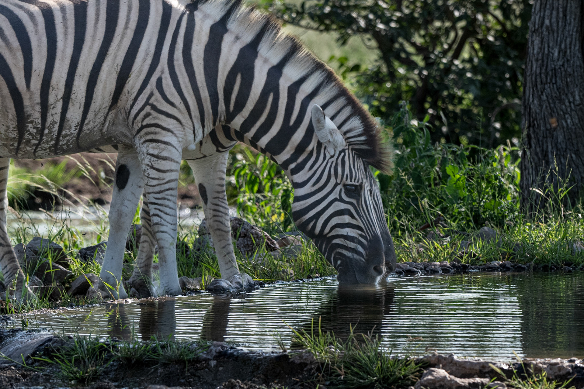Zebra
