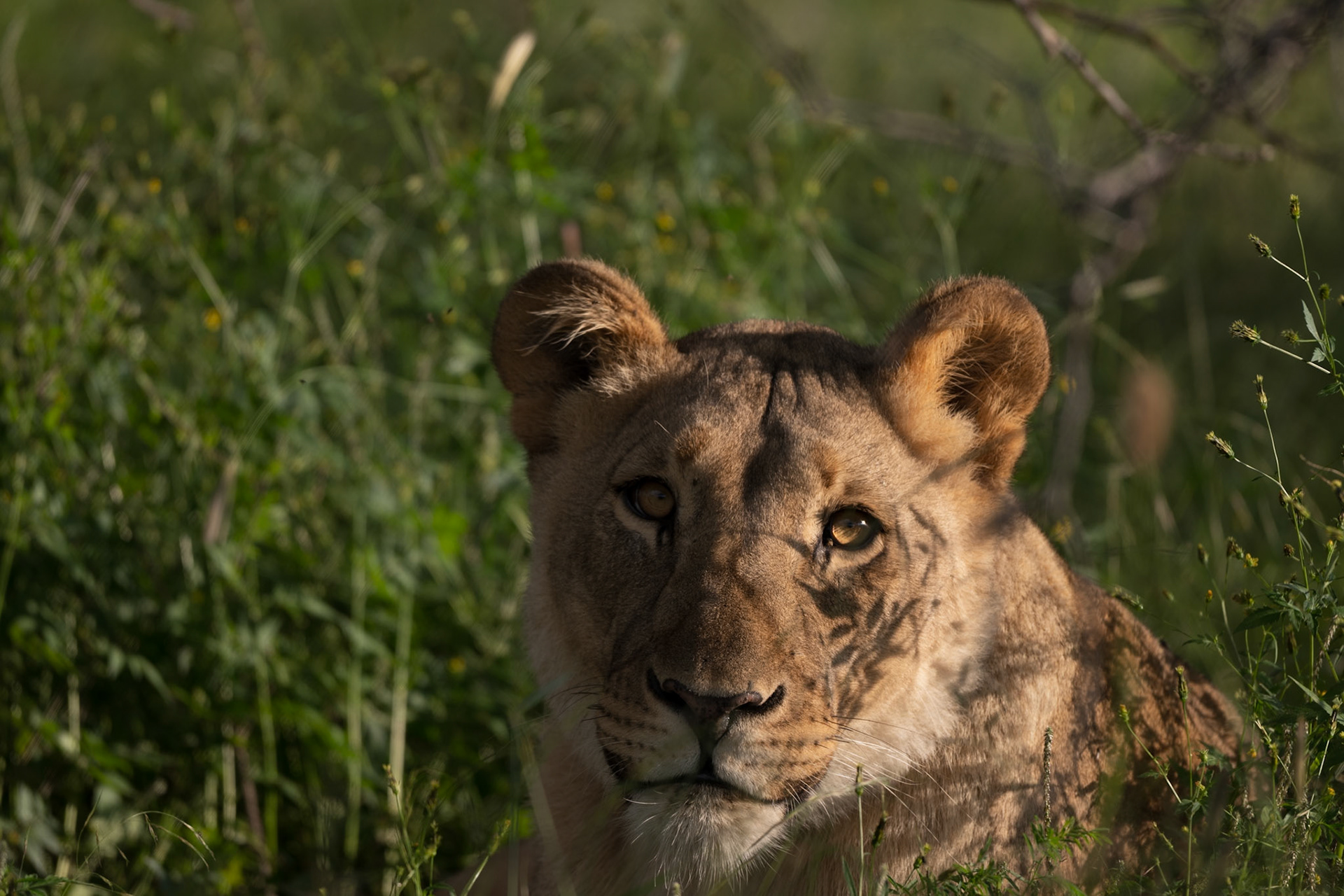 Female Lion