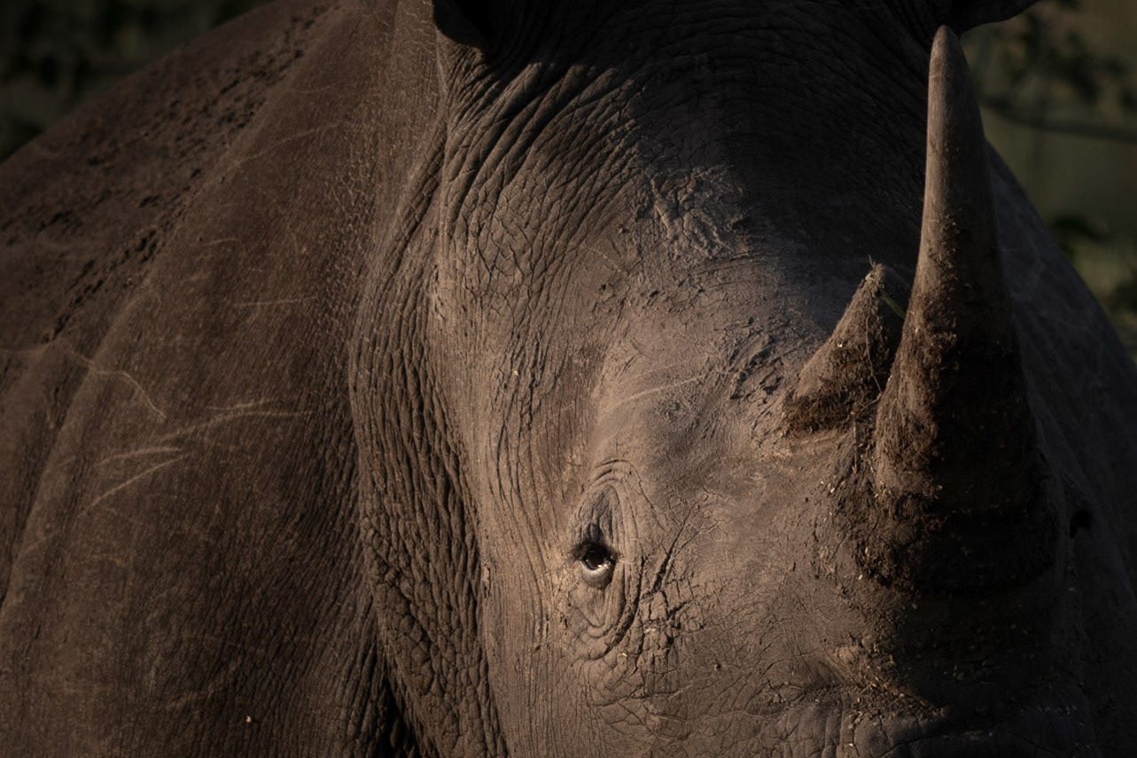 White Rhino, Namibia
