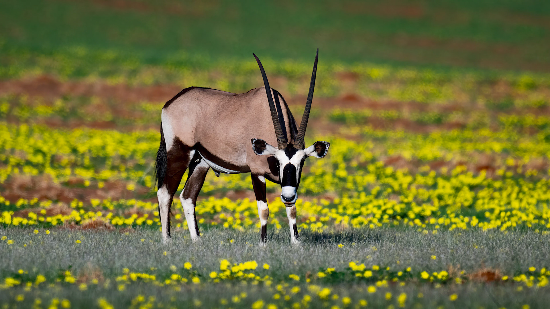 Oryx