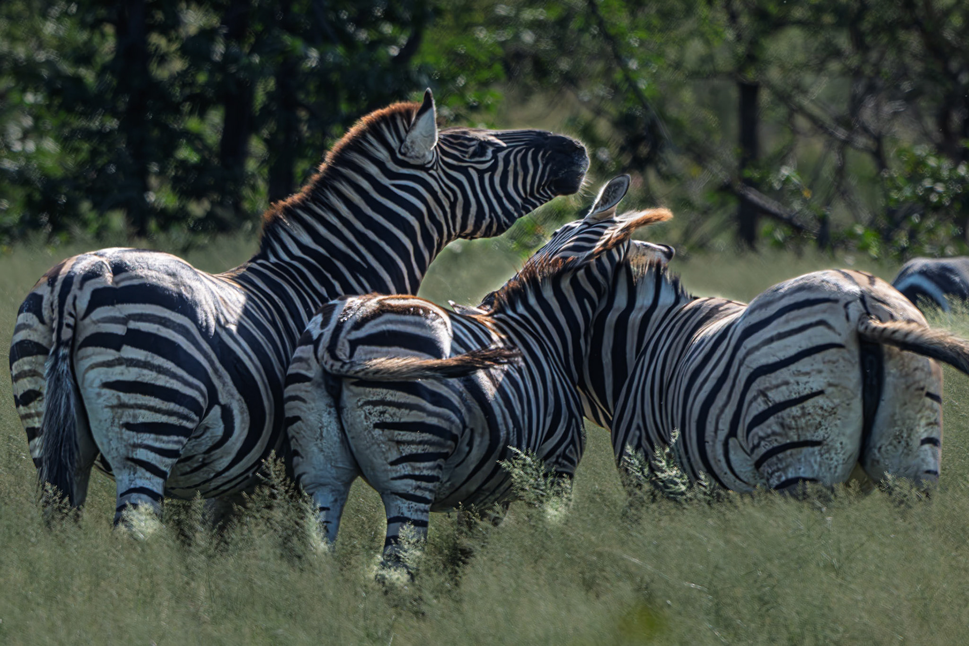 Zebra