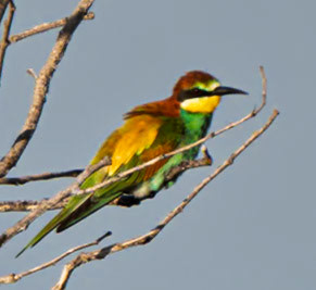 European Beeeater
