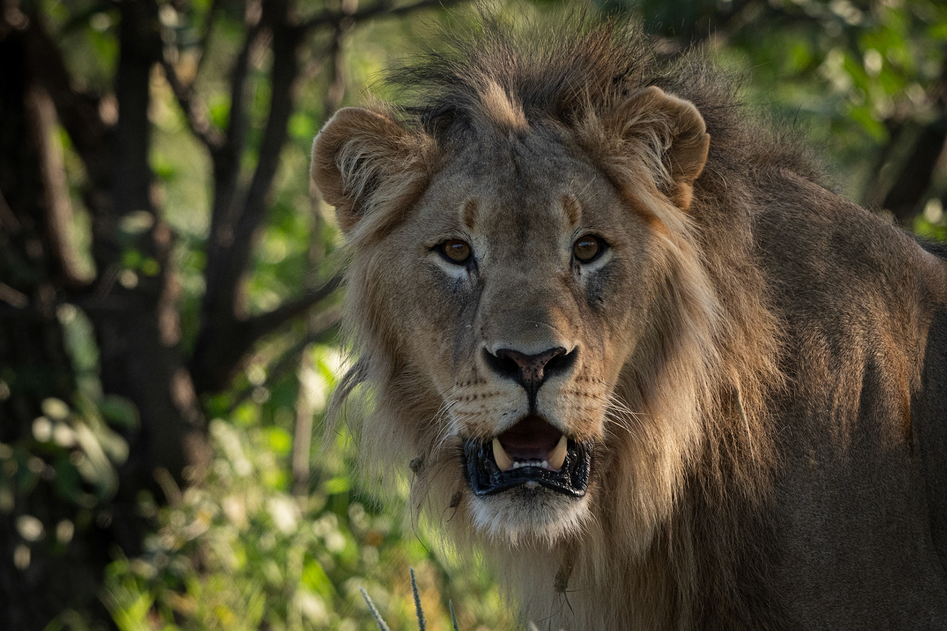 Young male Lion