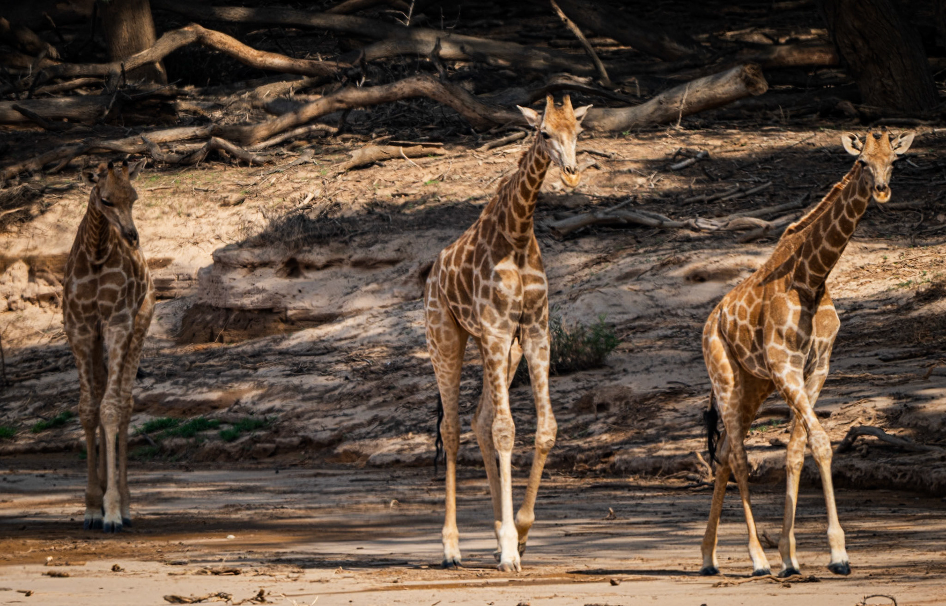 Desert adapted Giraffes