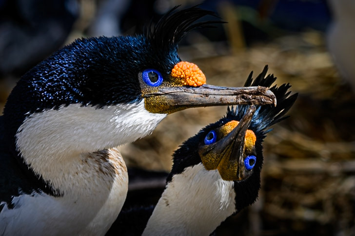 Imperial Cormorant
