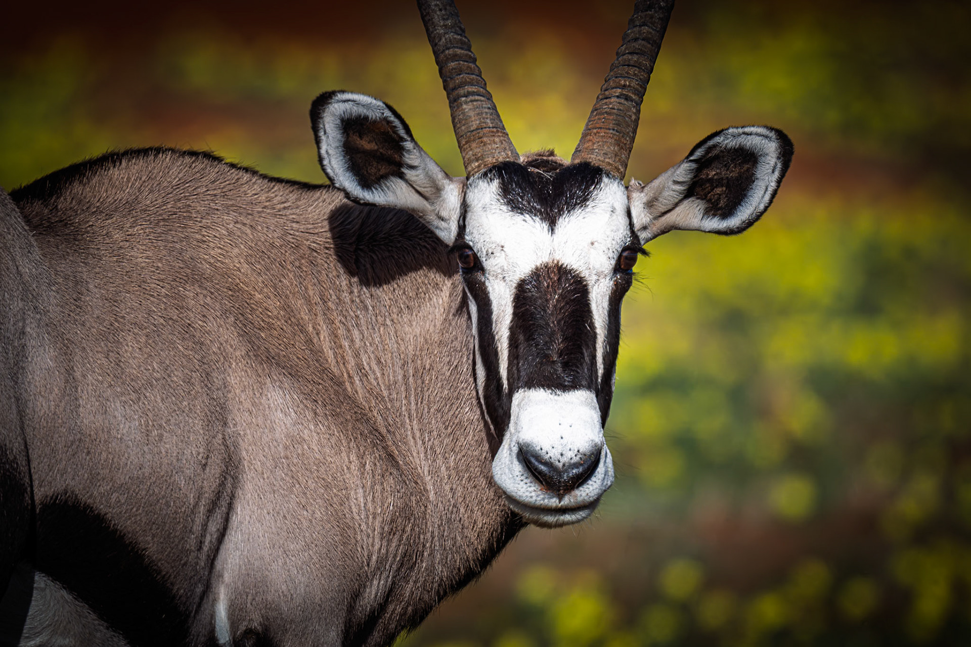 Oryx