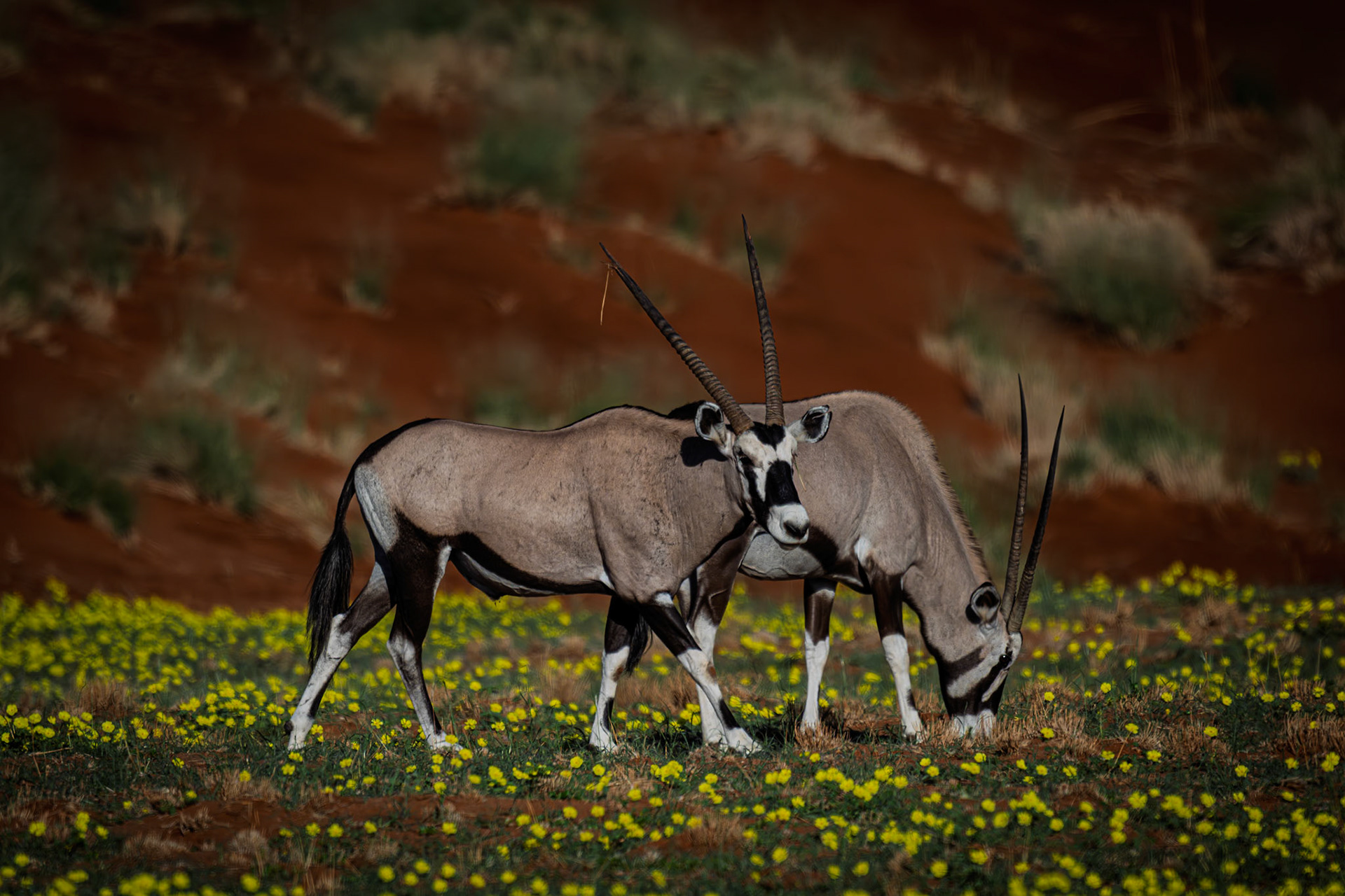 Oryx