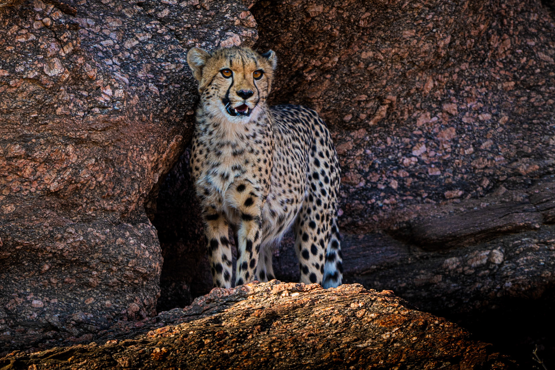 Desert Adapted Cheetah