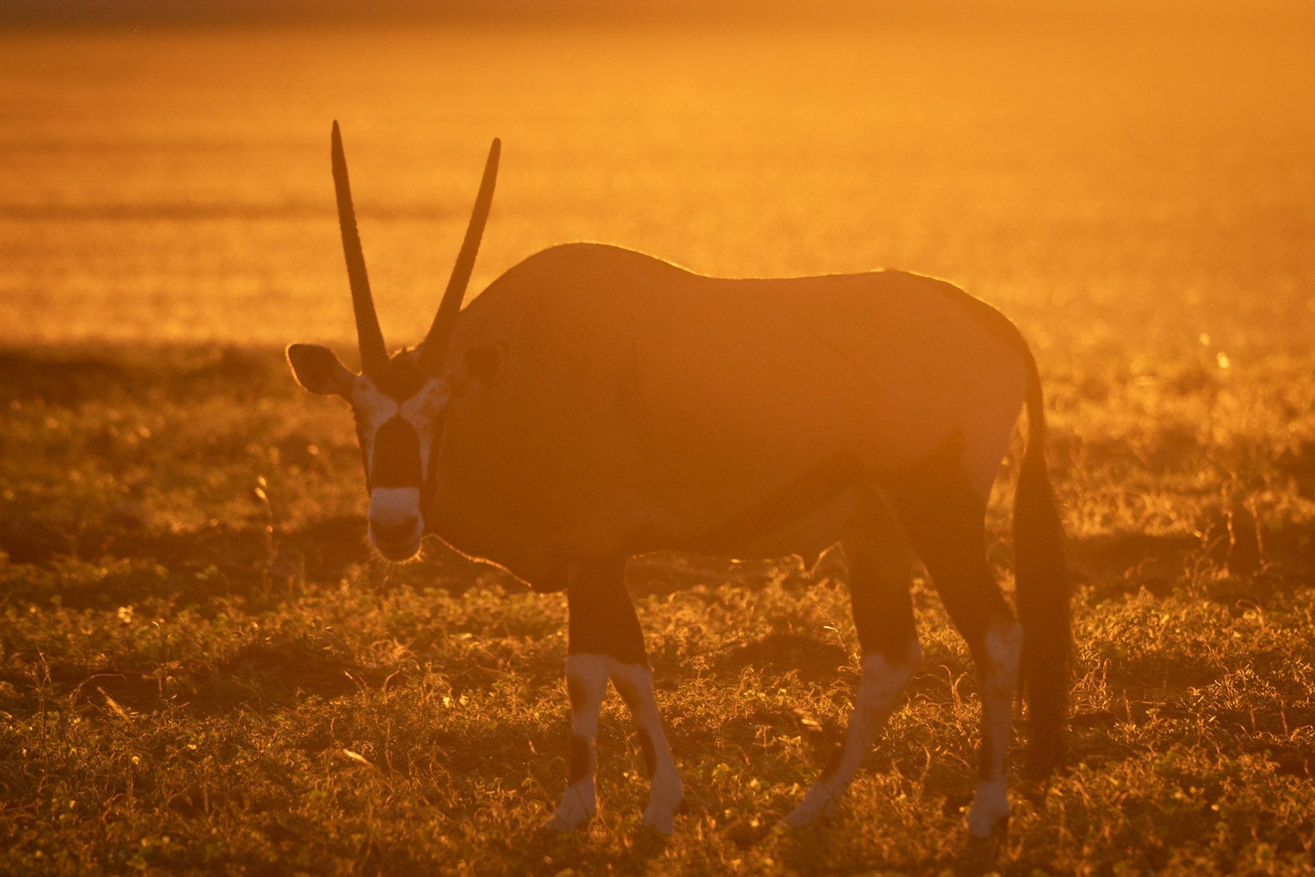 Oryx