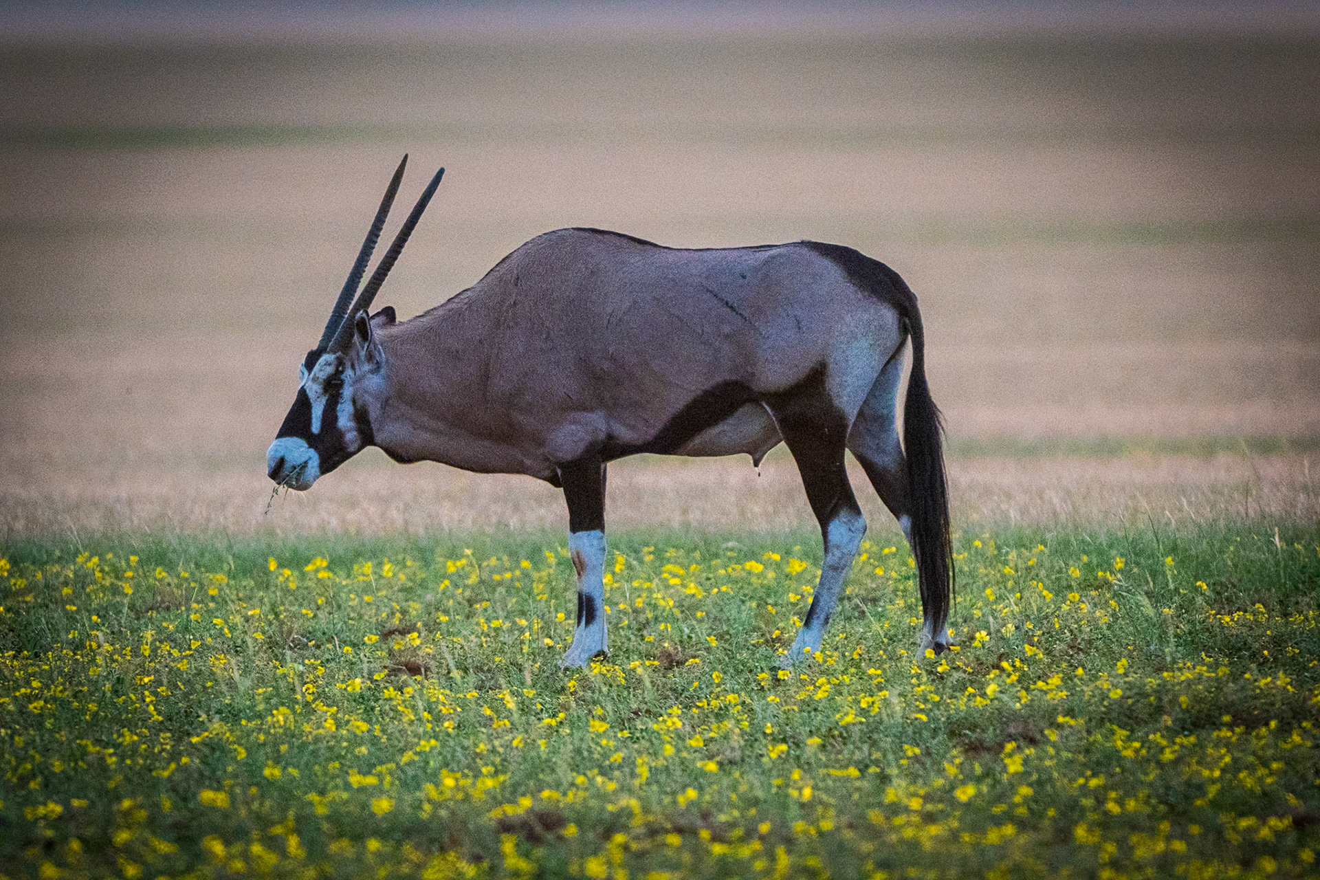 Oryx