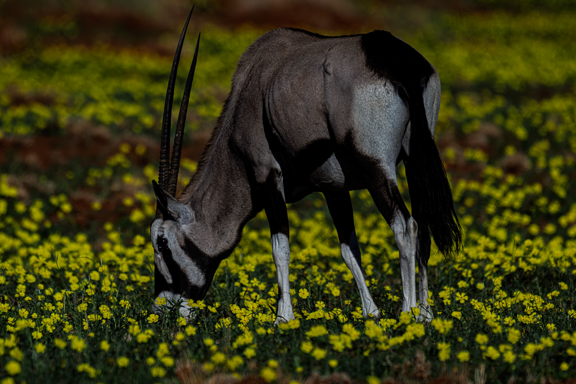 Oryx