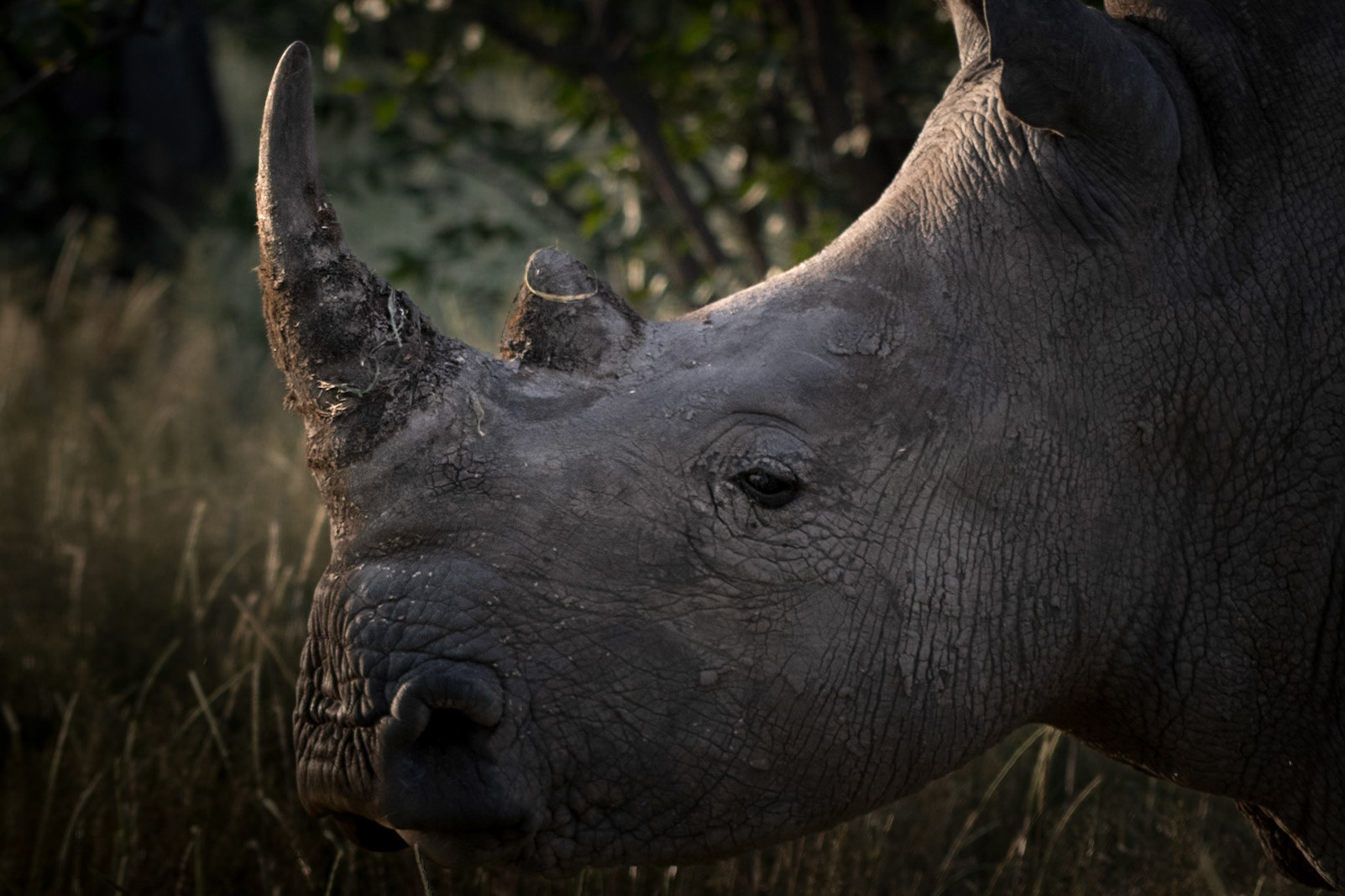 White Rhino