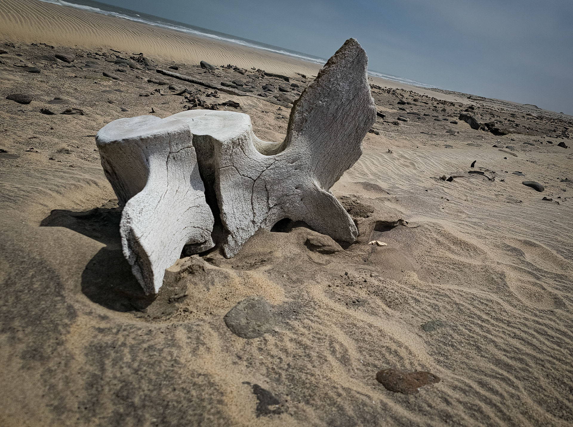 Whale vertebra, Sleleton Coast, Namibia