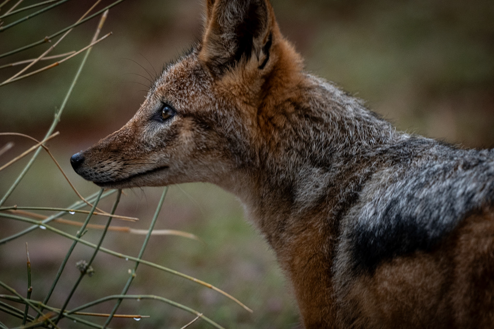 Black-backed Jackel