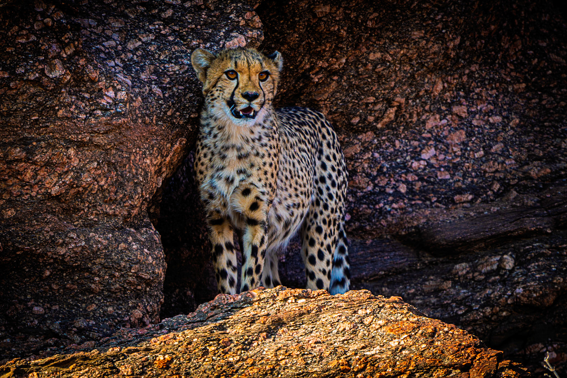 Cheetah