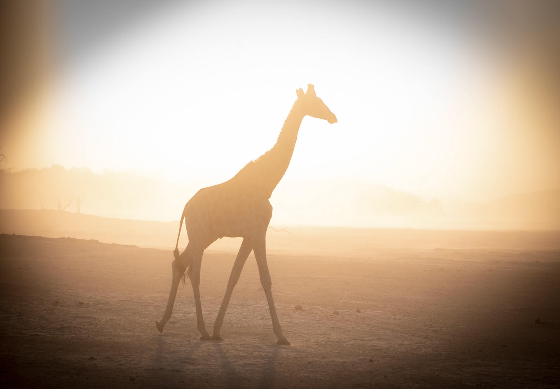 Desert adapted Giraffe