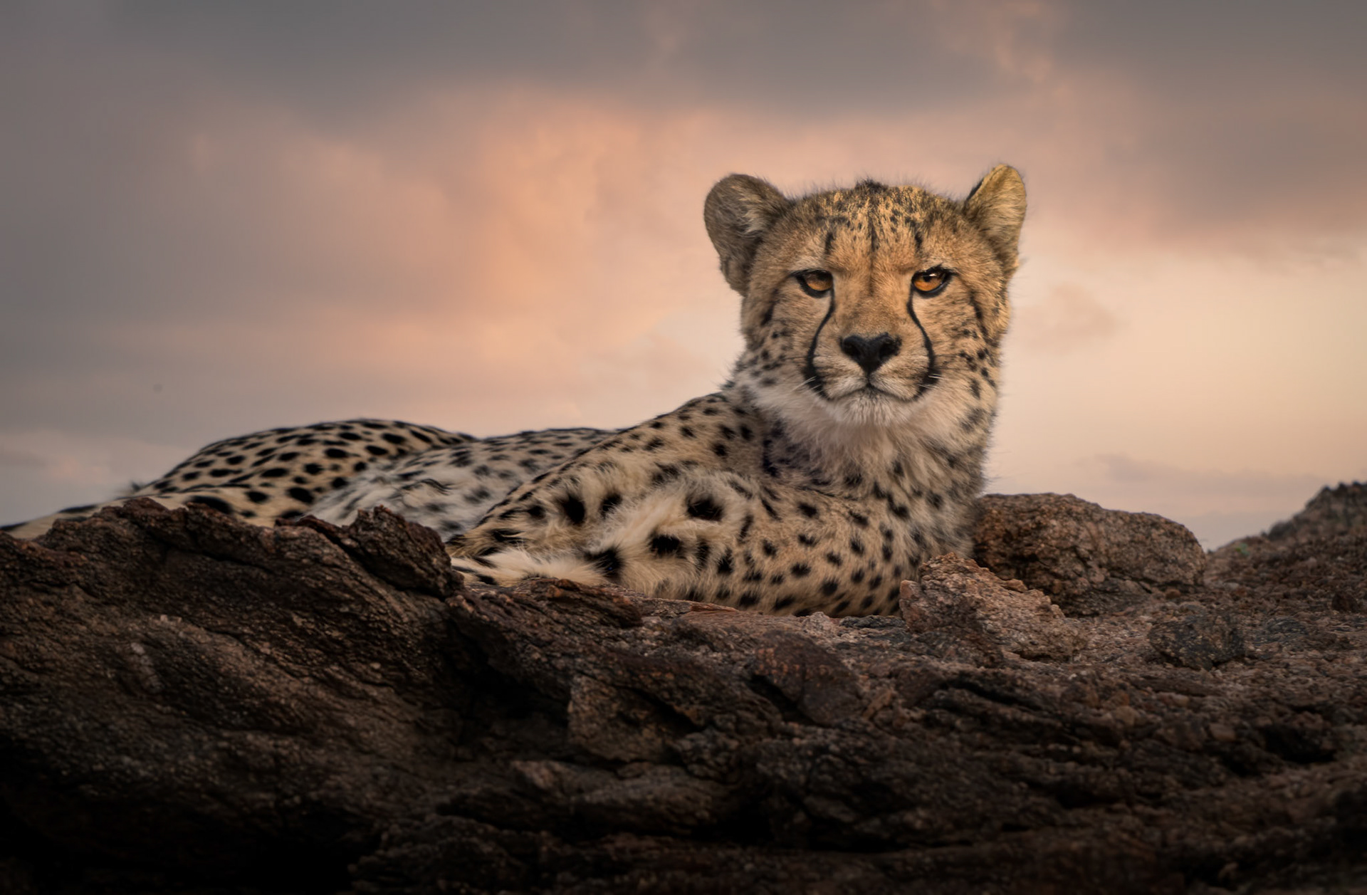 Cheetah