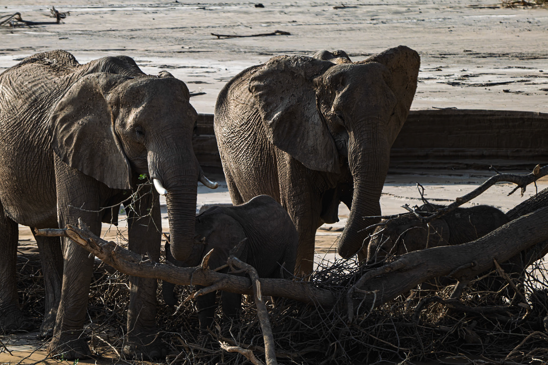 Desert adapted Elephant