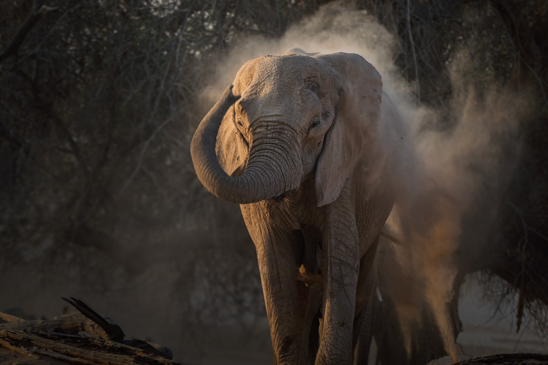Desert Adapted Elephant