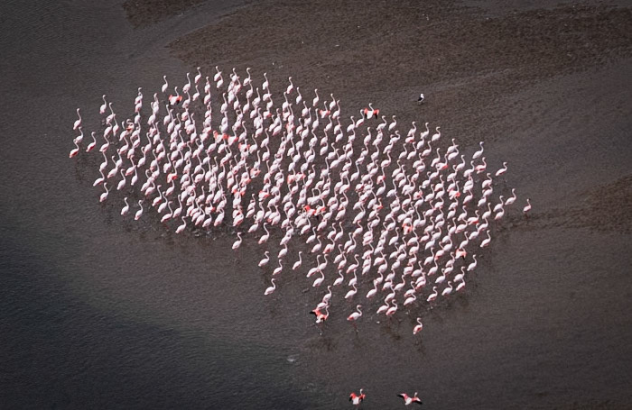 Flamingo Skeleton Coast Namibia