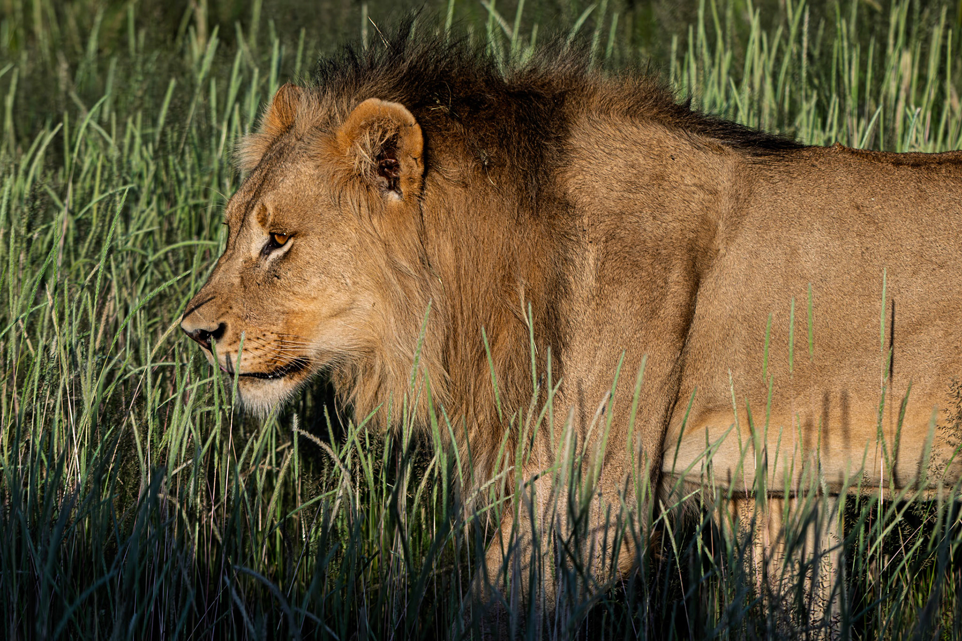 Young male Lion
