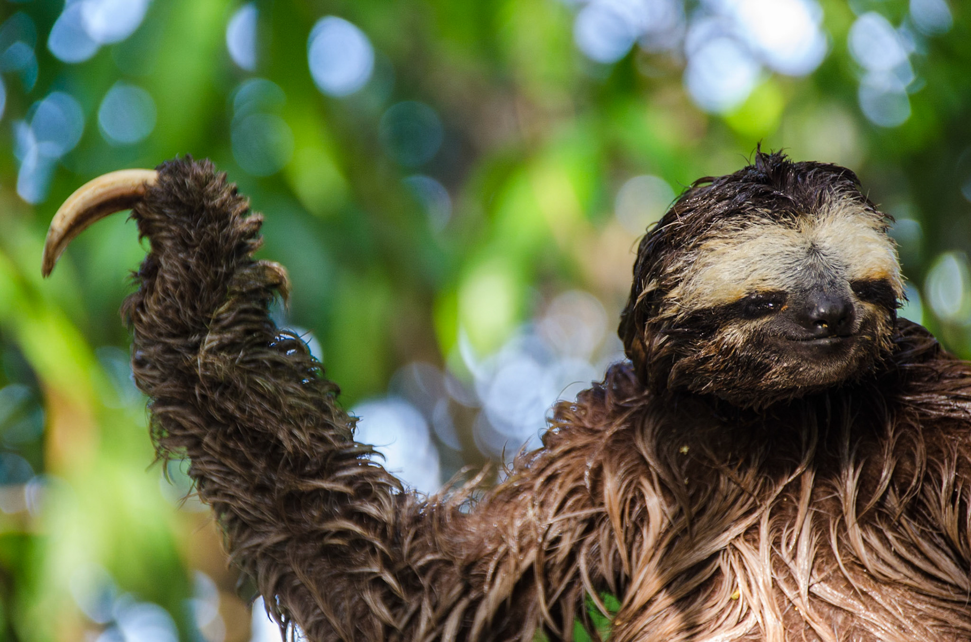 A sloth is a slow moving creature found high in the trees of the Amazon jungle.
