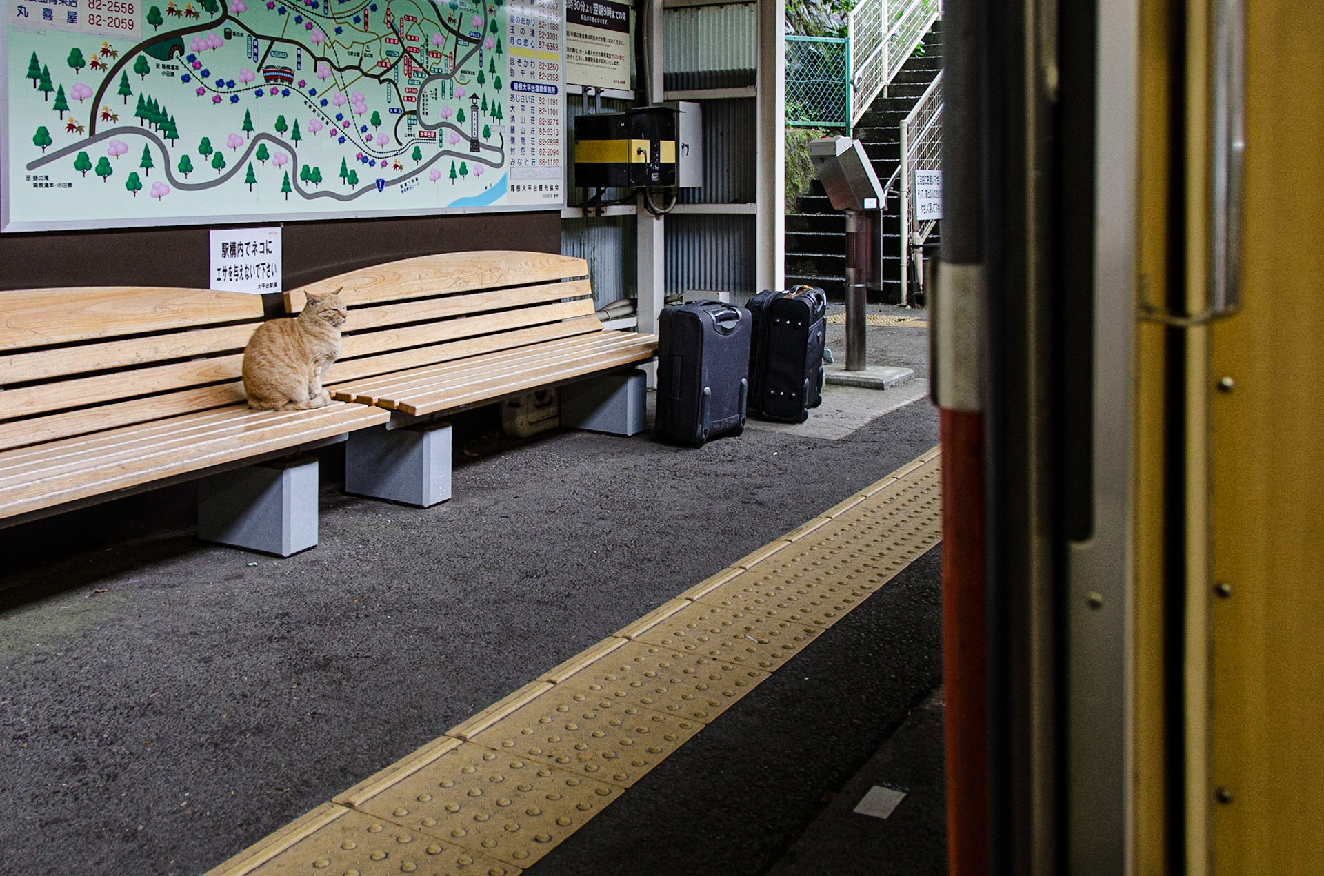Cat waiting for Train, Japan