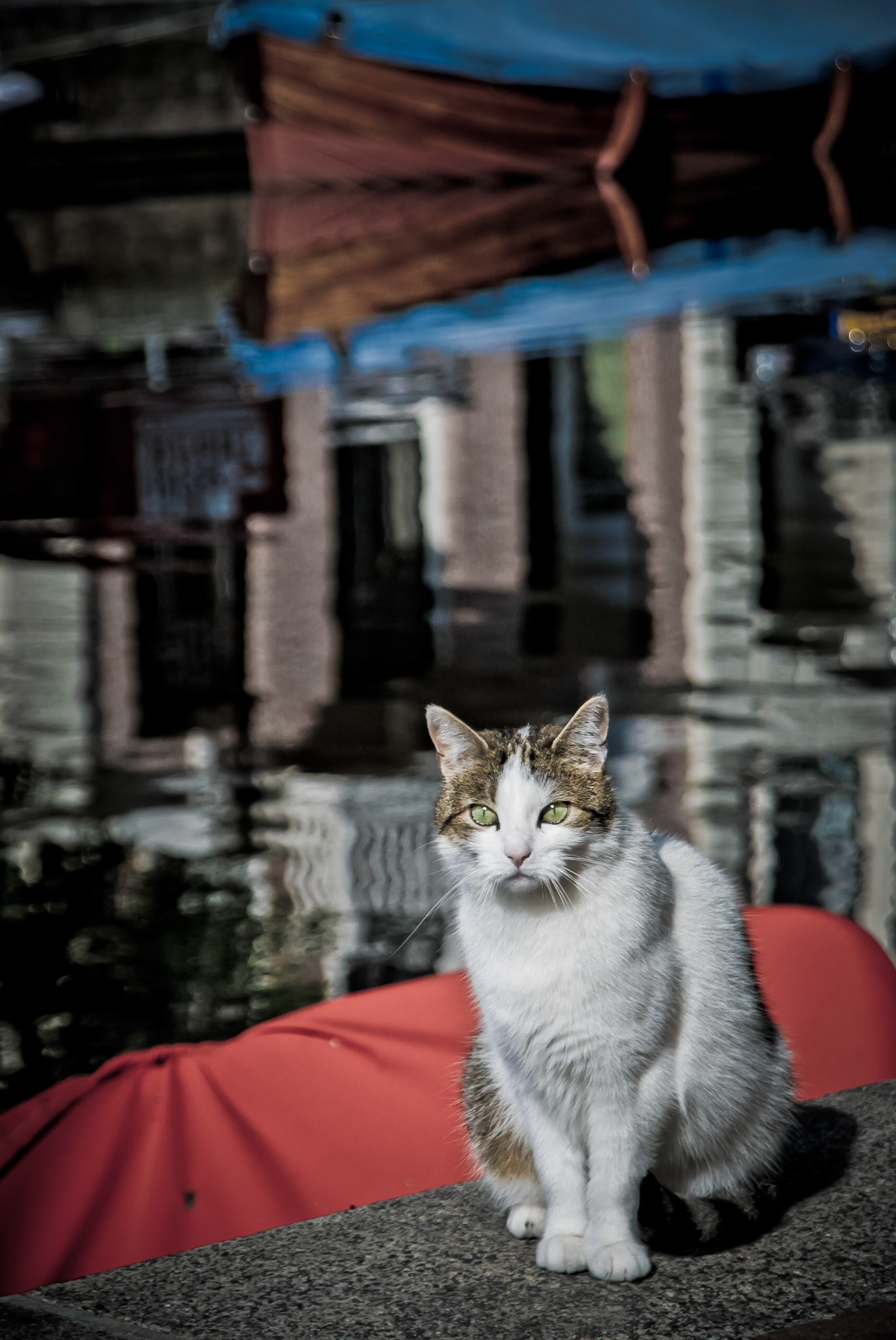 Cat on the Canal, Amerstam, Netherlands