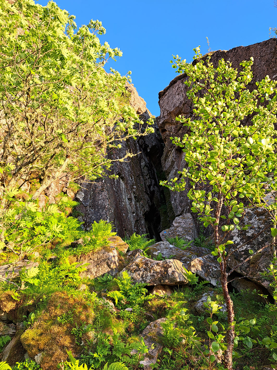 Bolgbørra fra nordsida