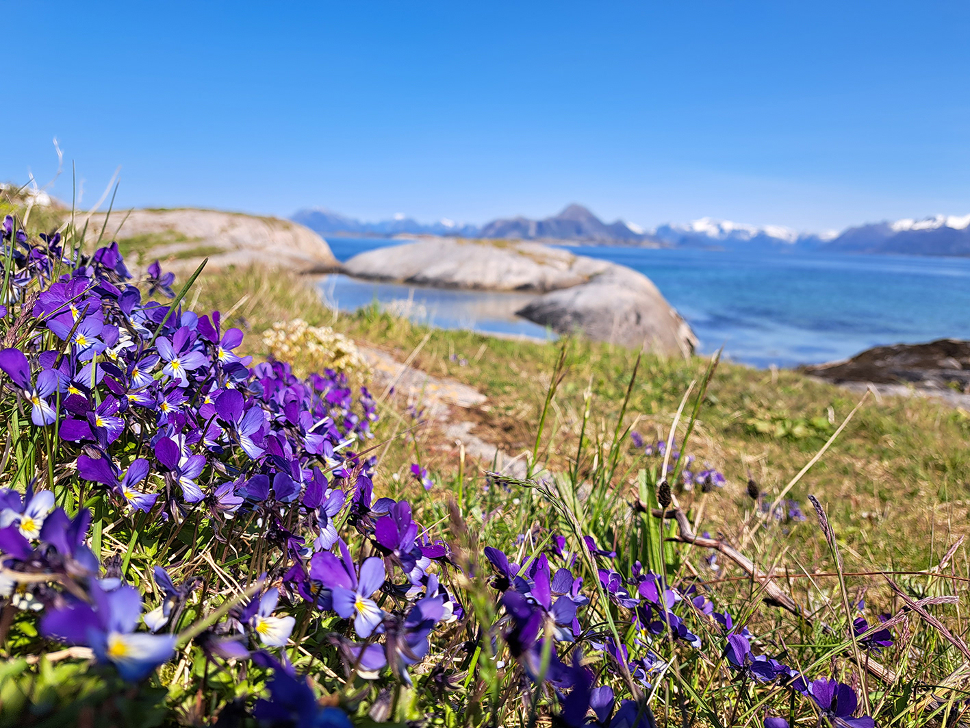En naturlig vill hage