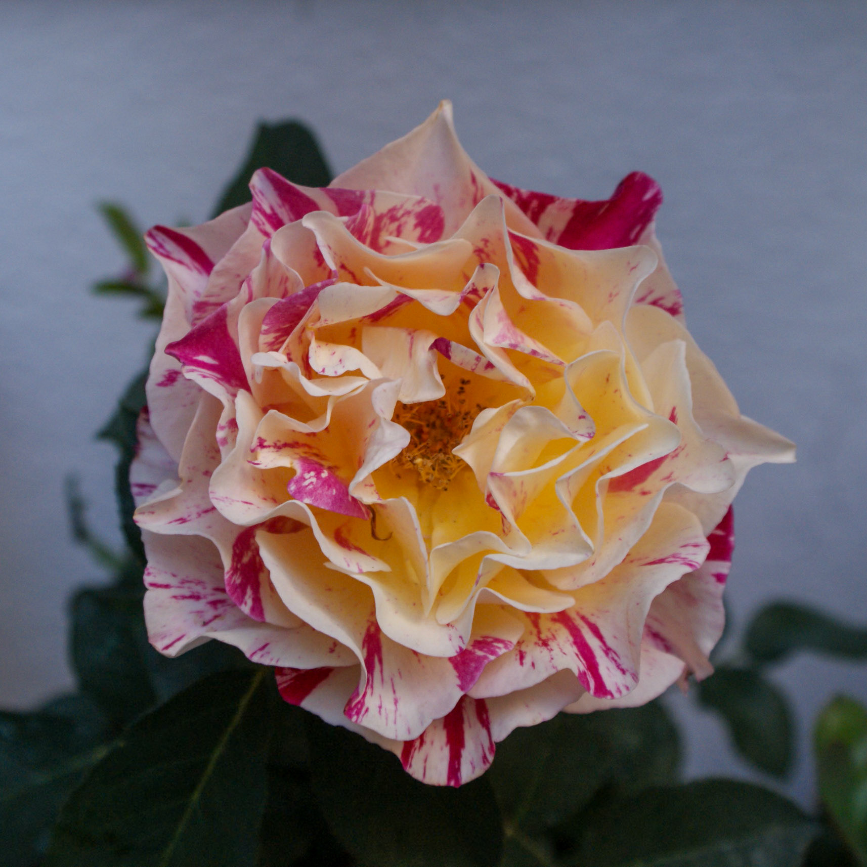SONY DSC