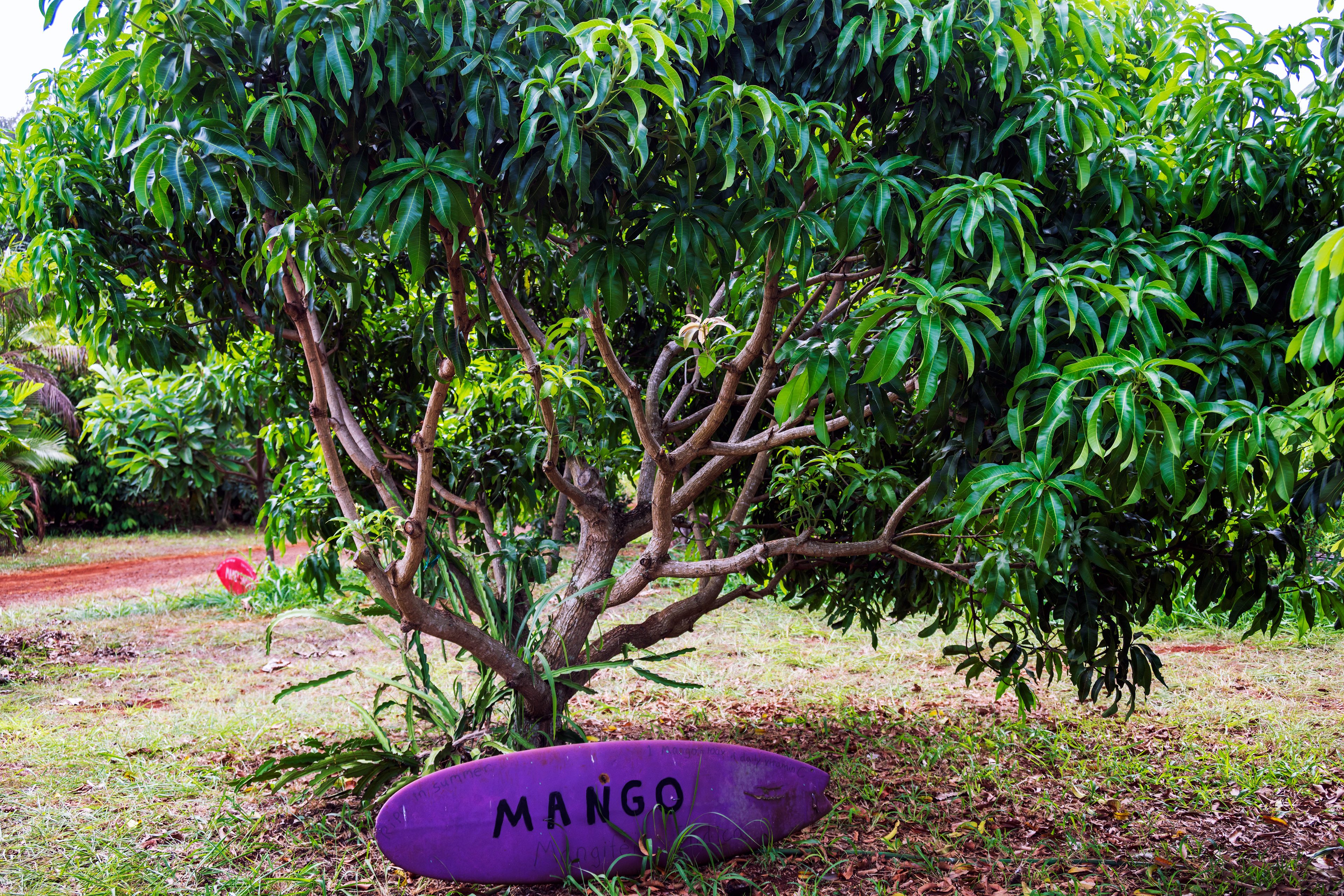 Mango