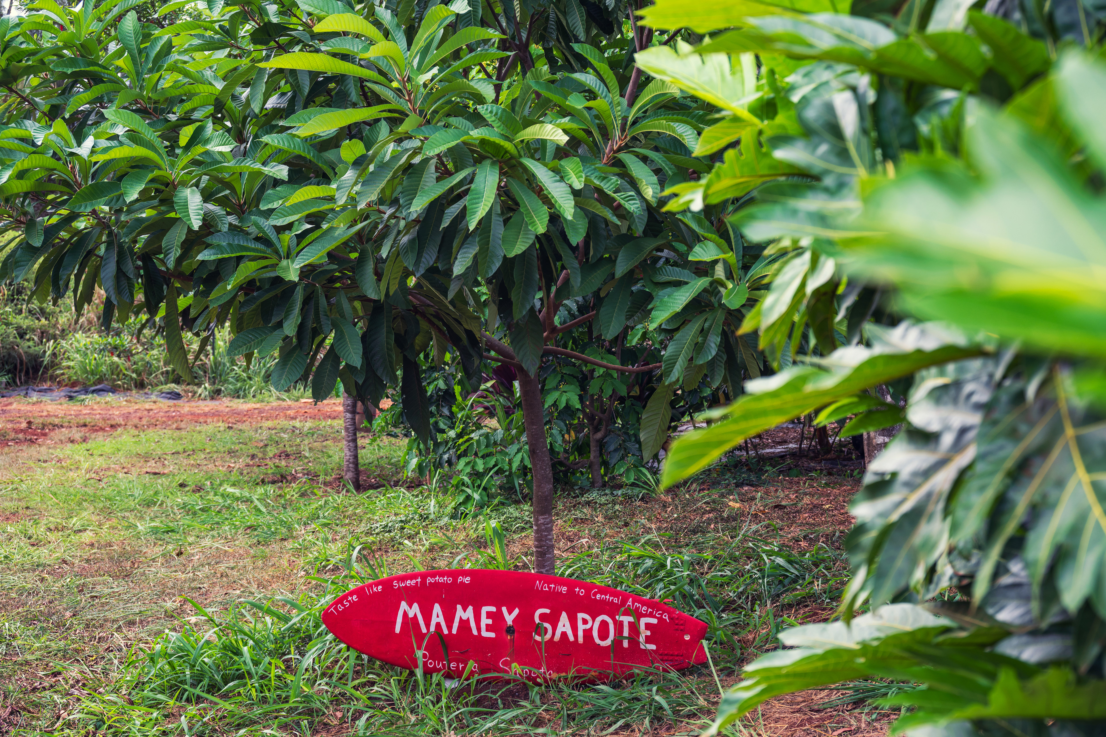 Mamey Sapote