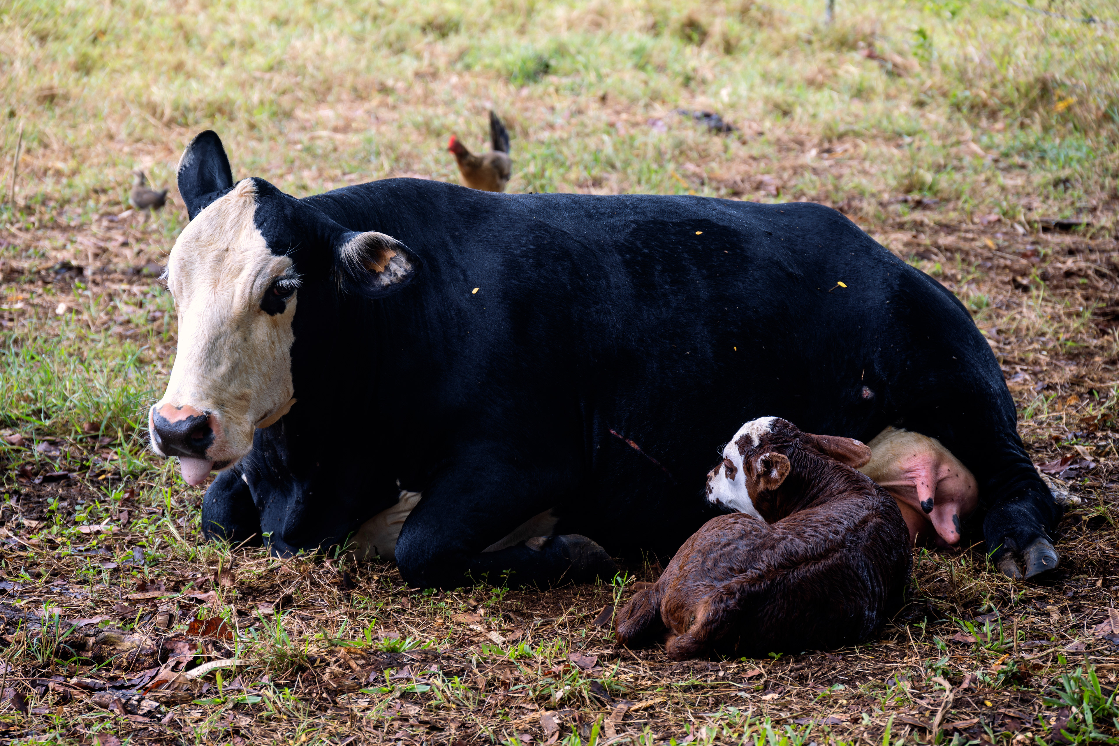 Cow Family