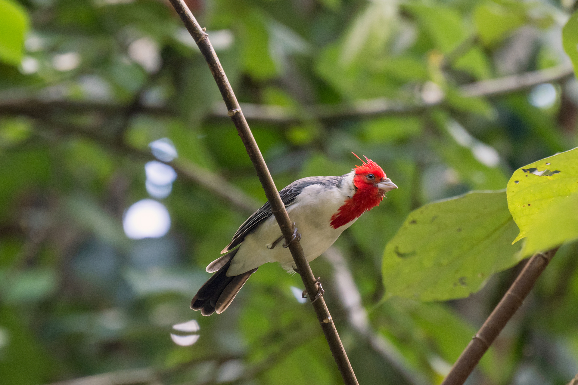 Red-crested Cardinal