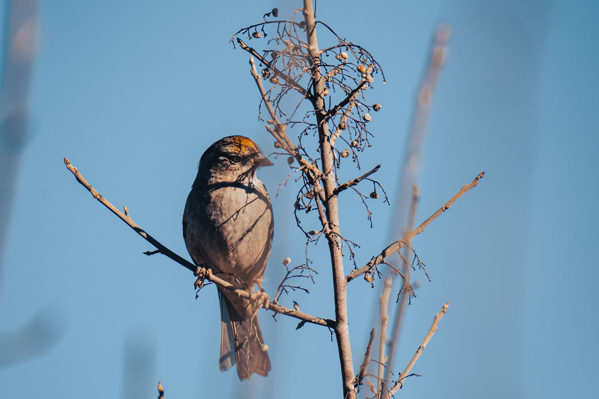 Golden-crowned Sparrow