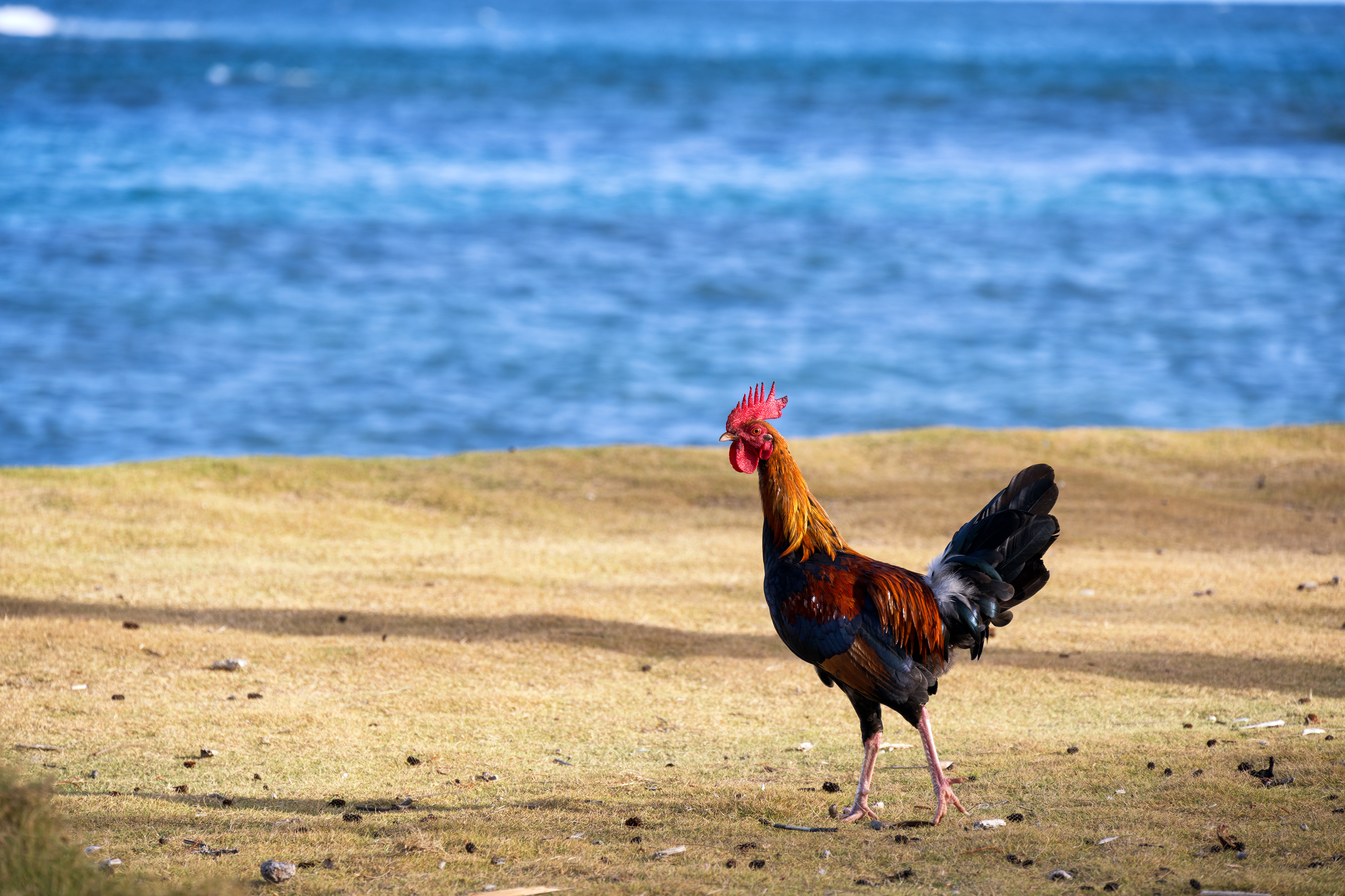 Chicken