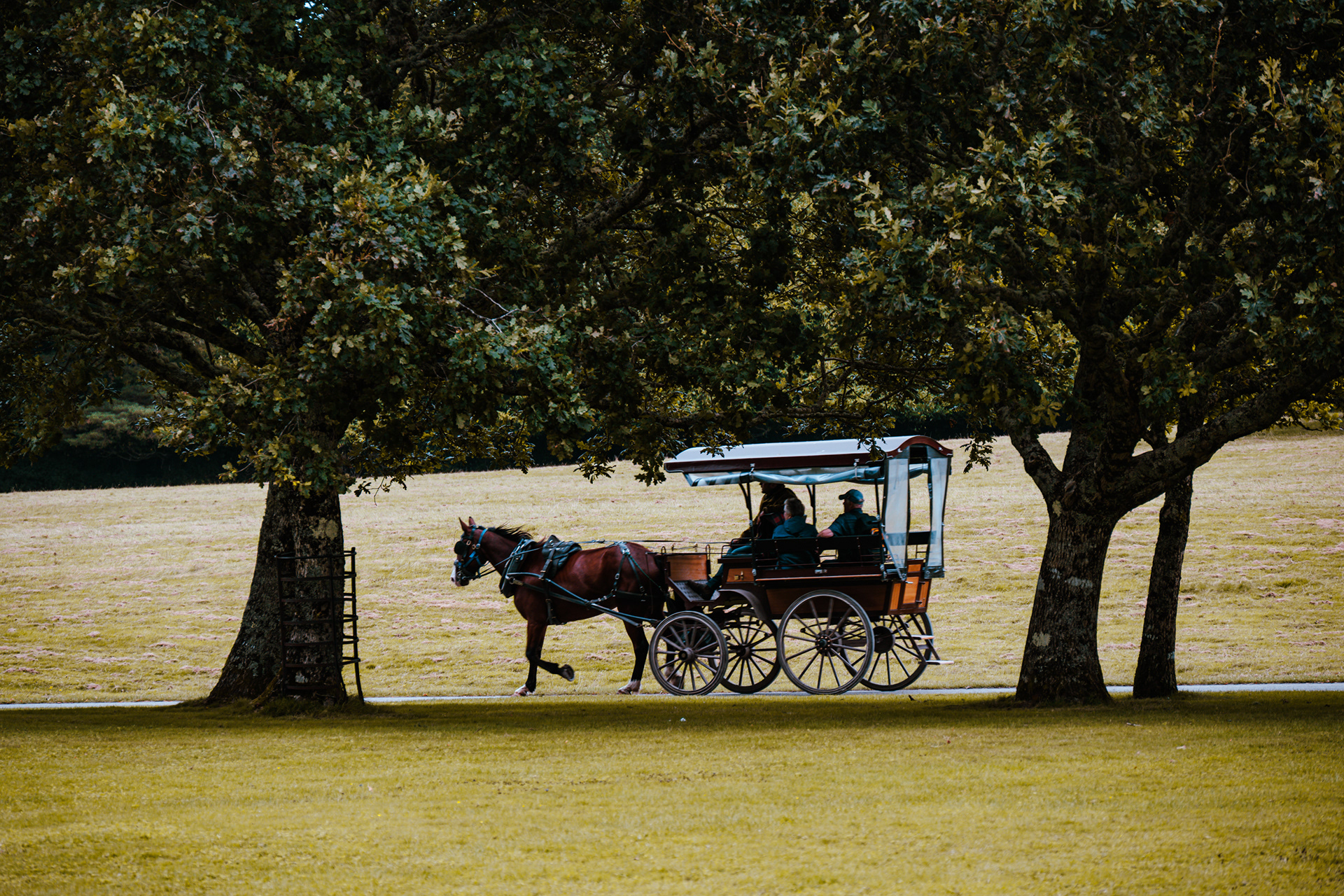 Muckross Gardens
