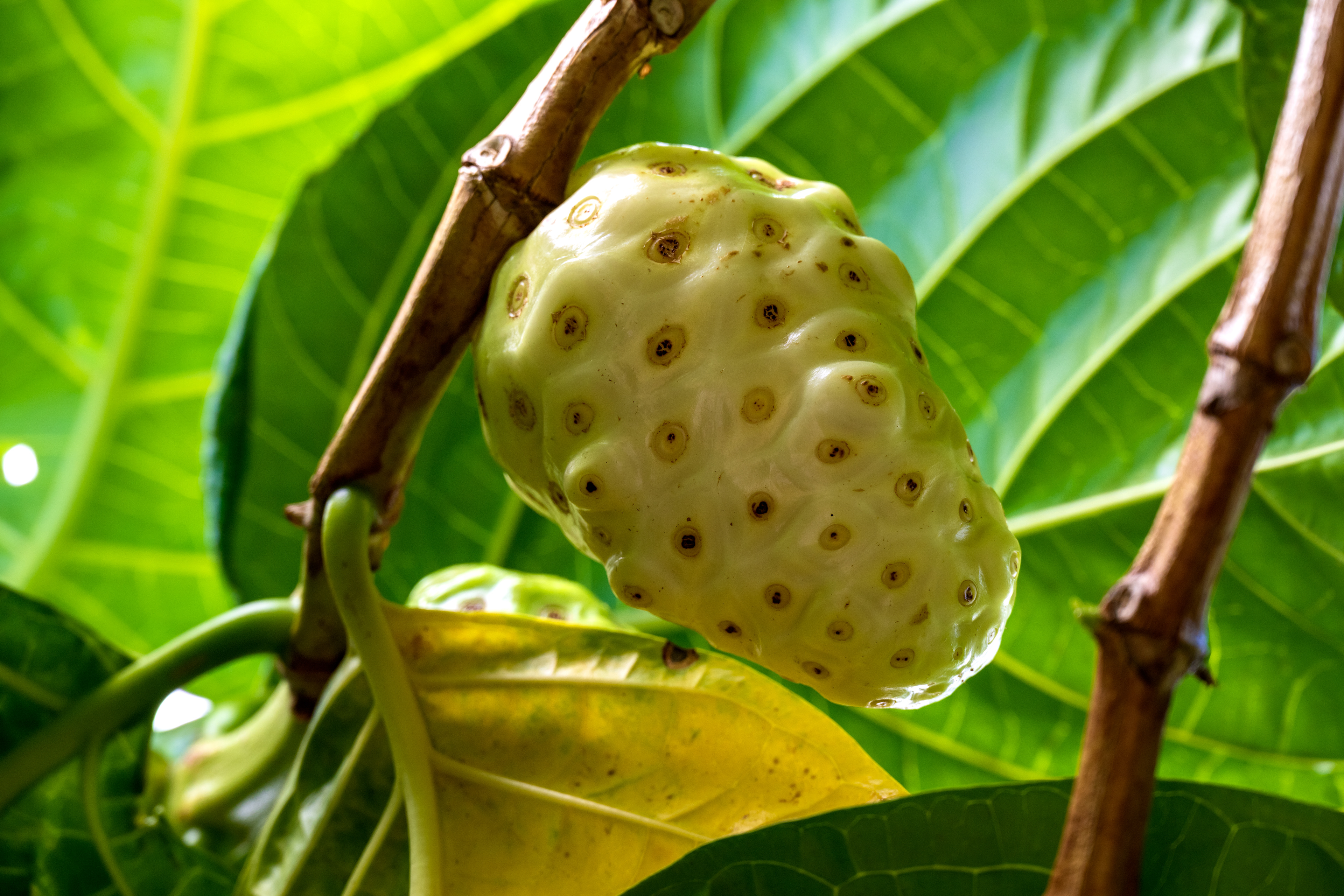 Noni Fruit