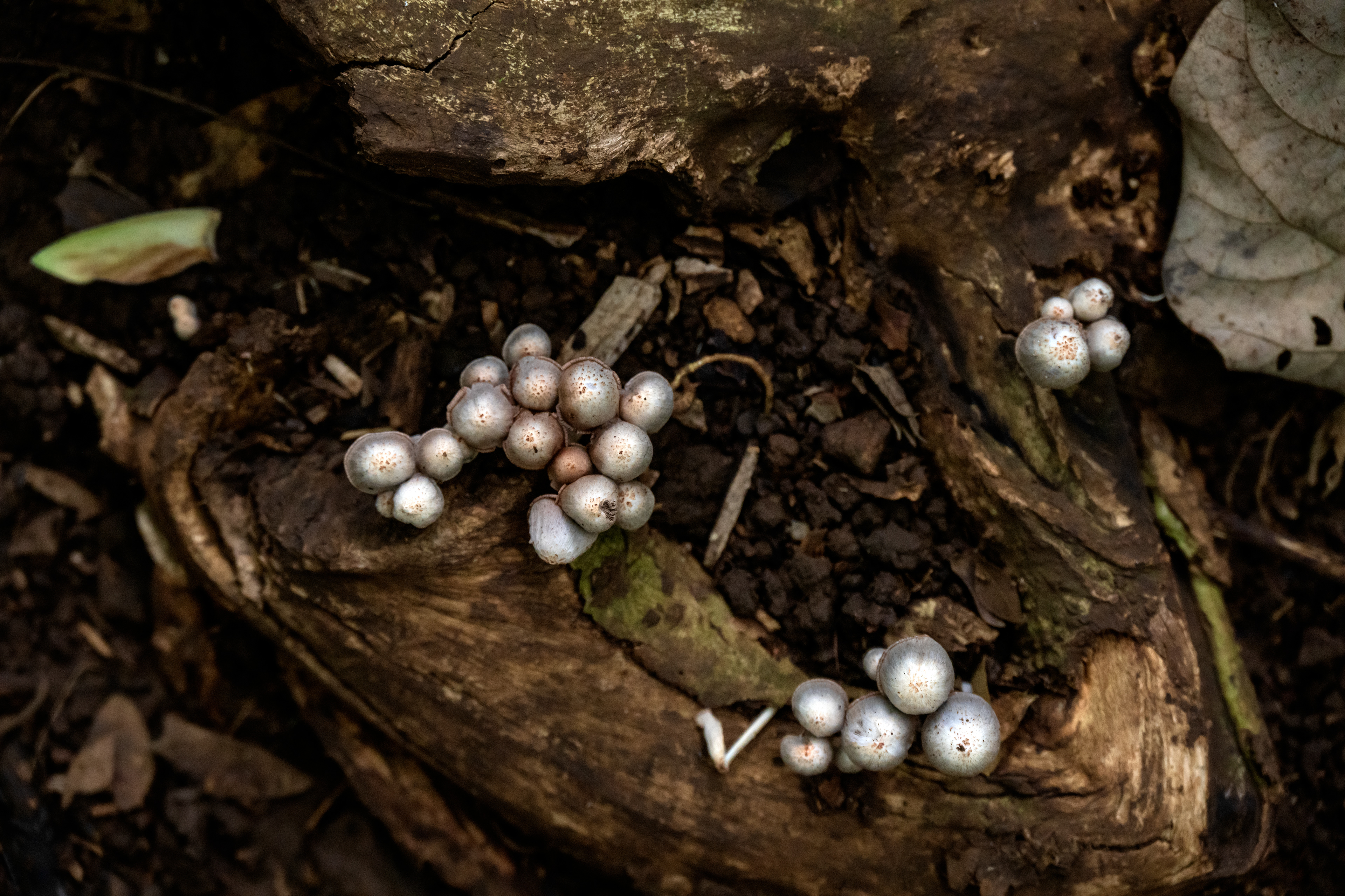 Little Mushroom