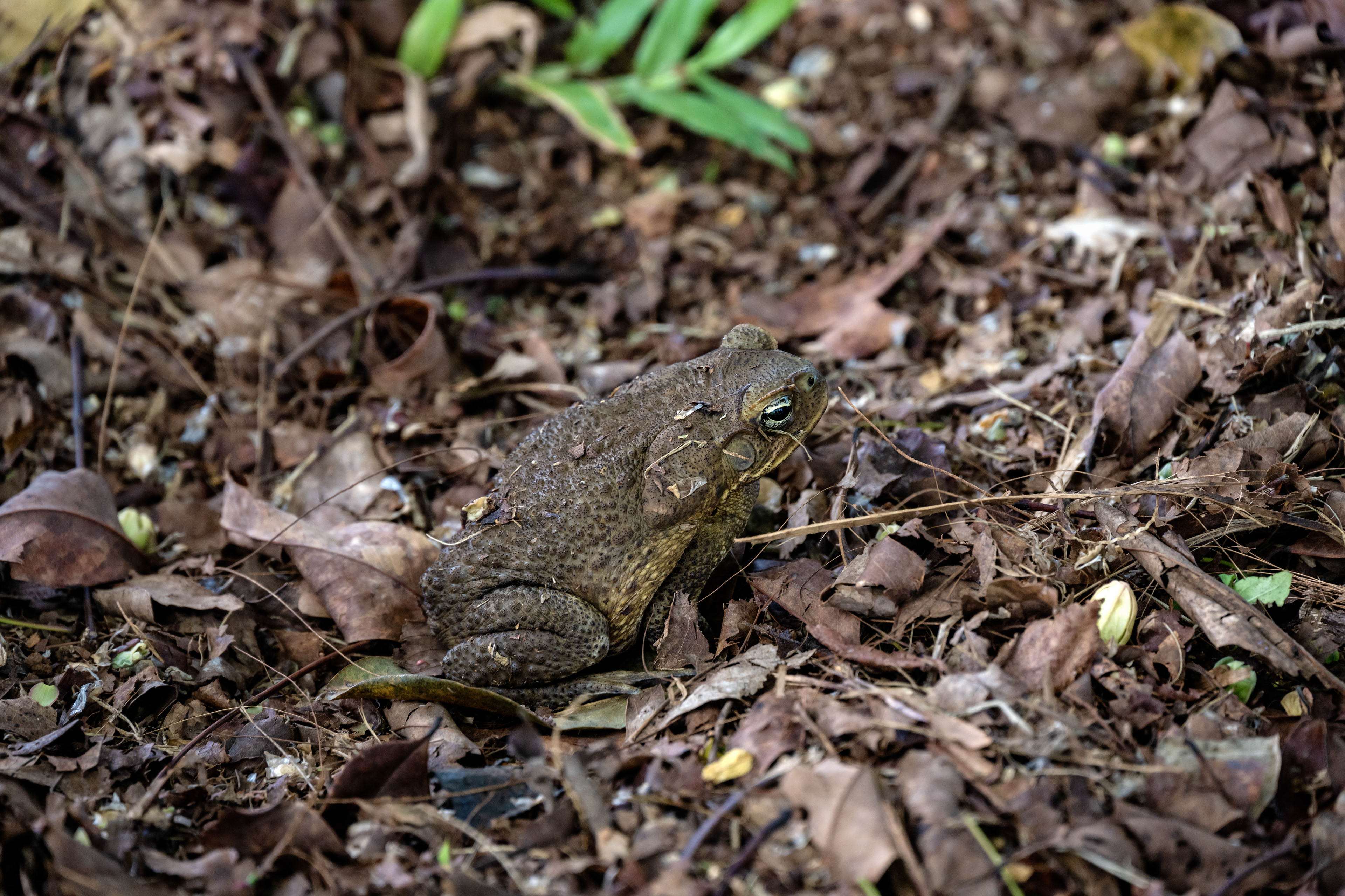 Giant Philippine Frog