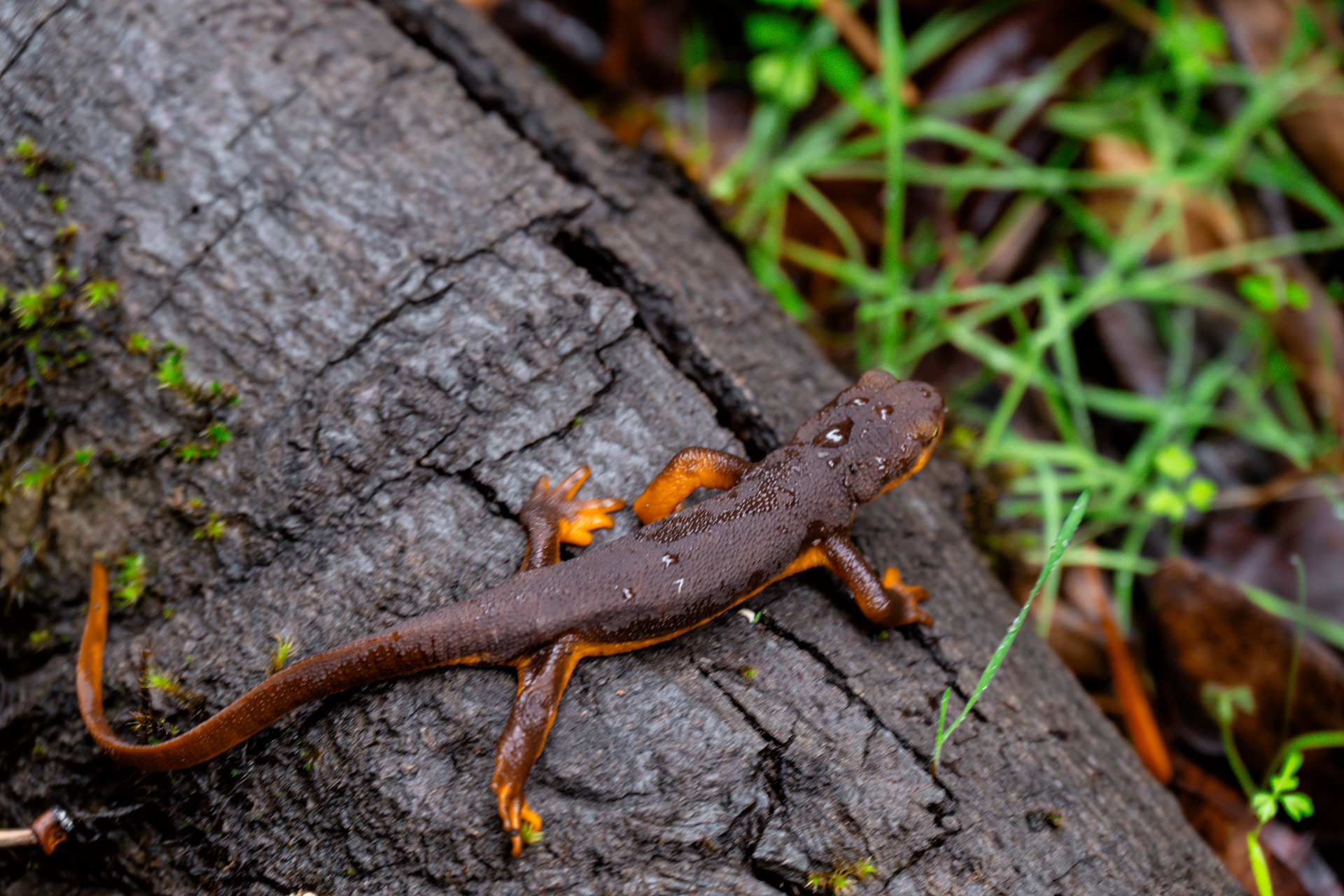 California Newt