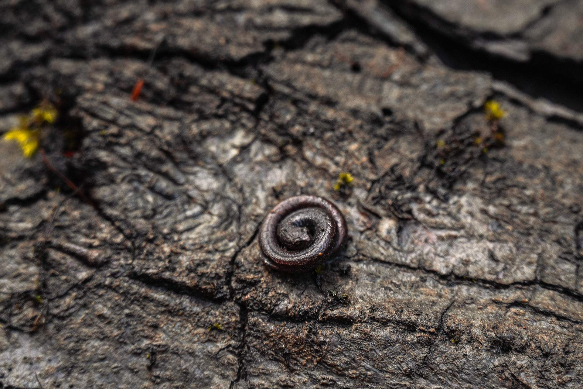 California Slender Salamander