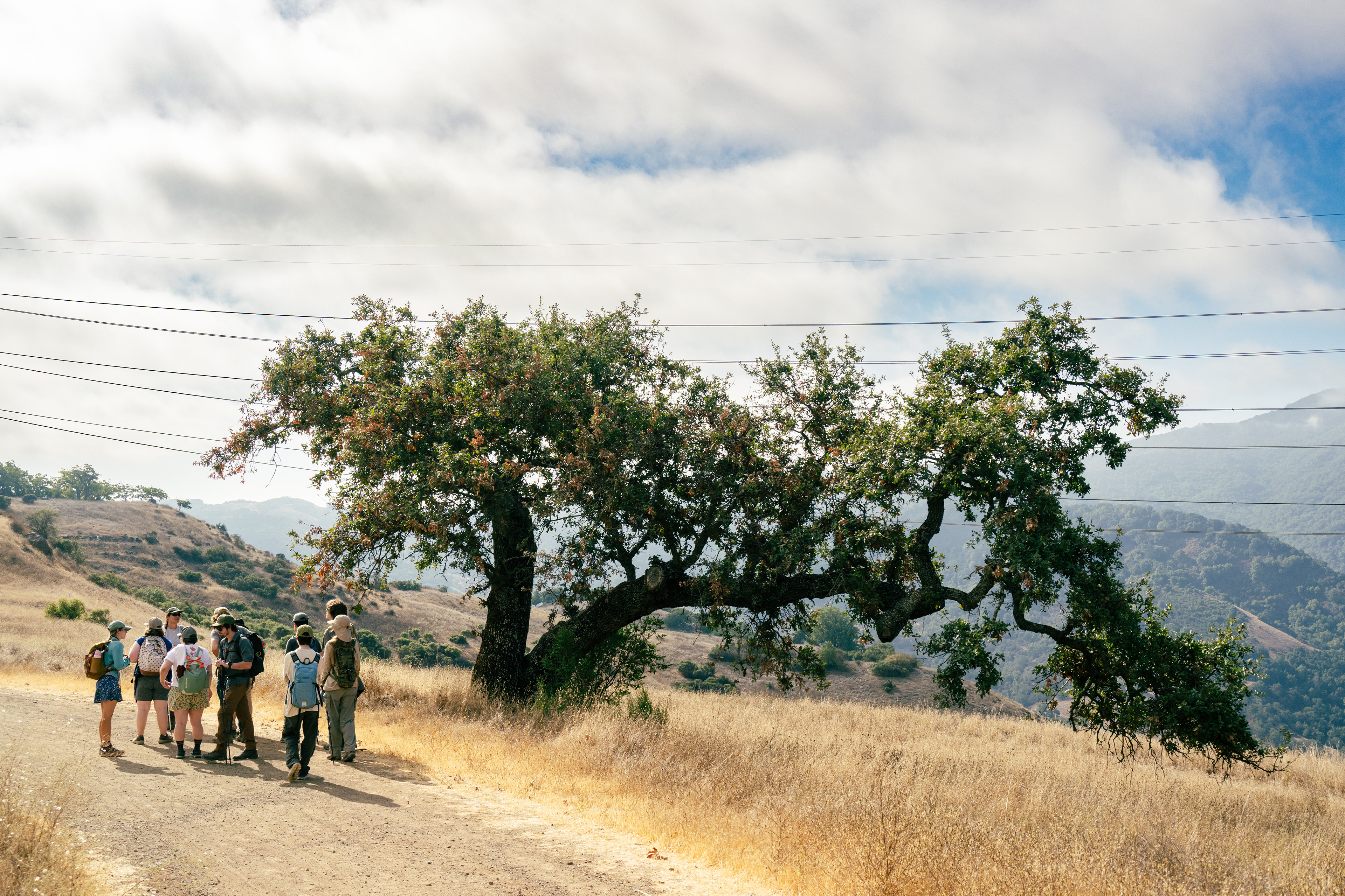 Hangman's Tree
