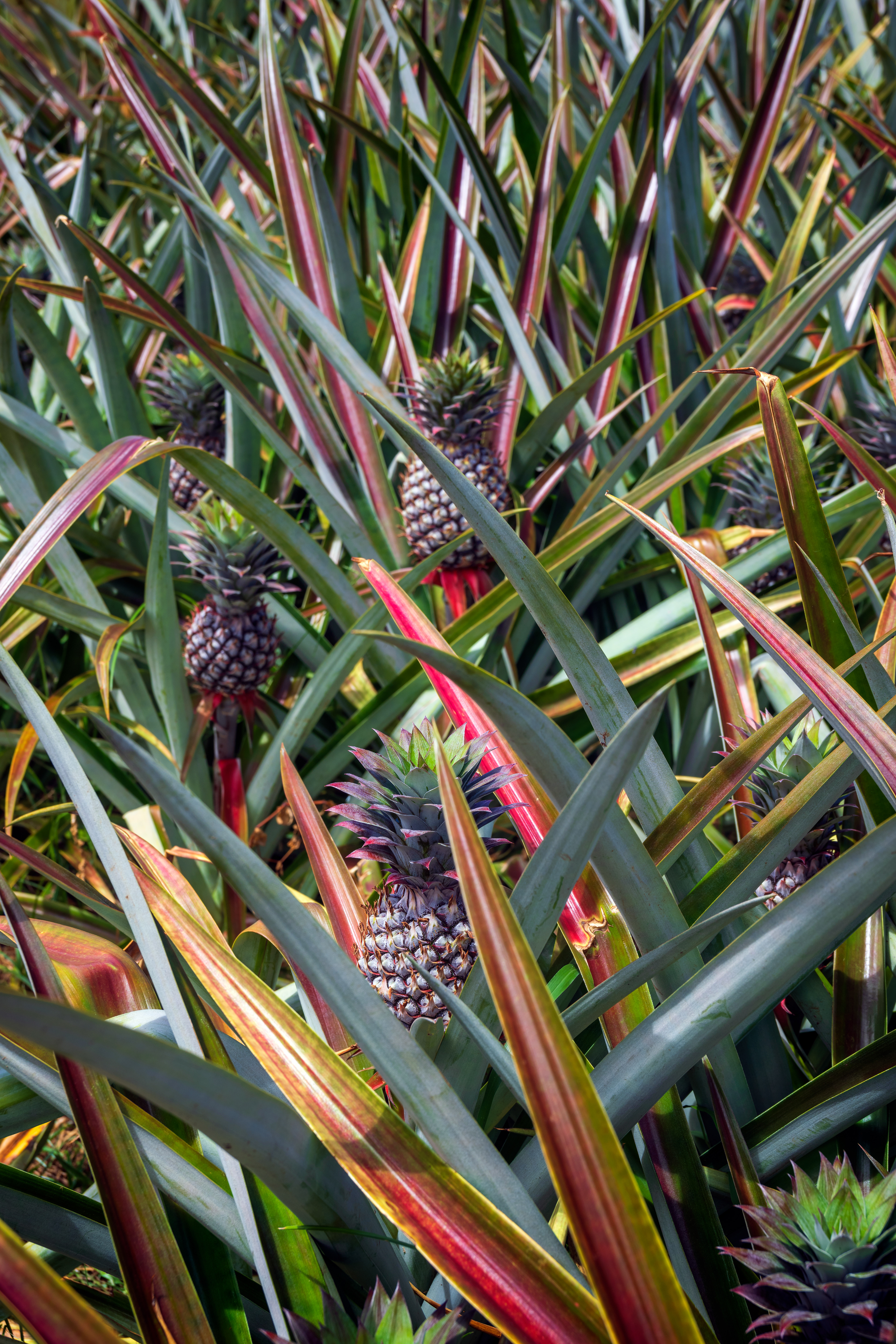 Sugarloaf Pineapple