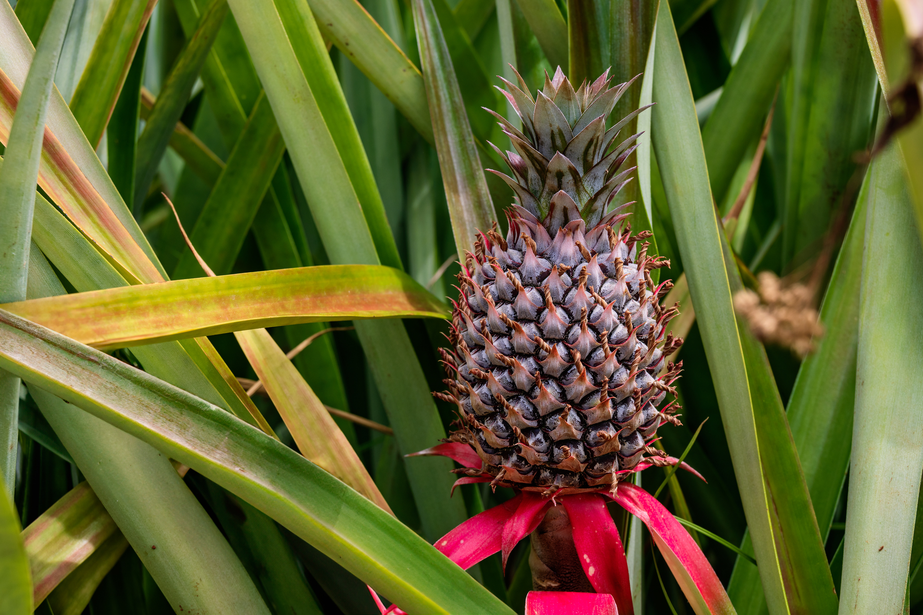 Sugarloaf Pineapple