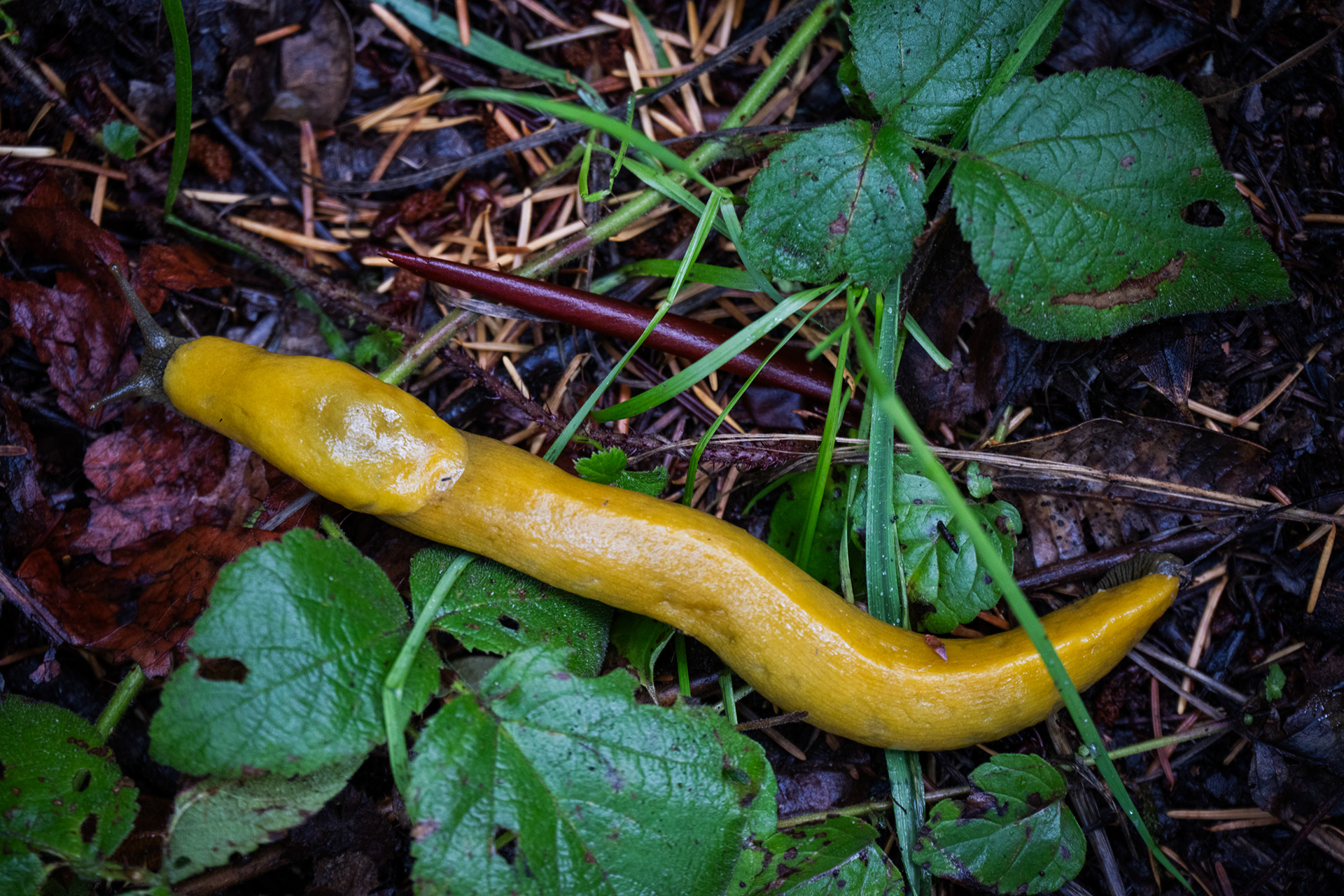 Banana slug