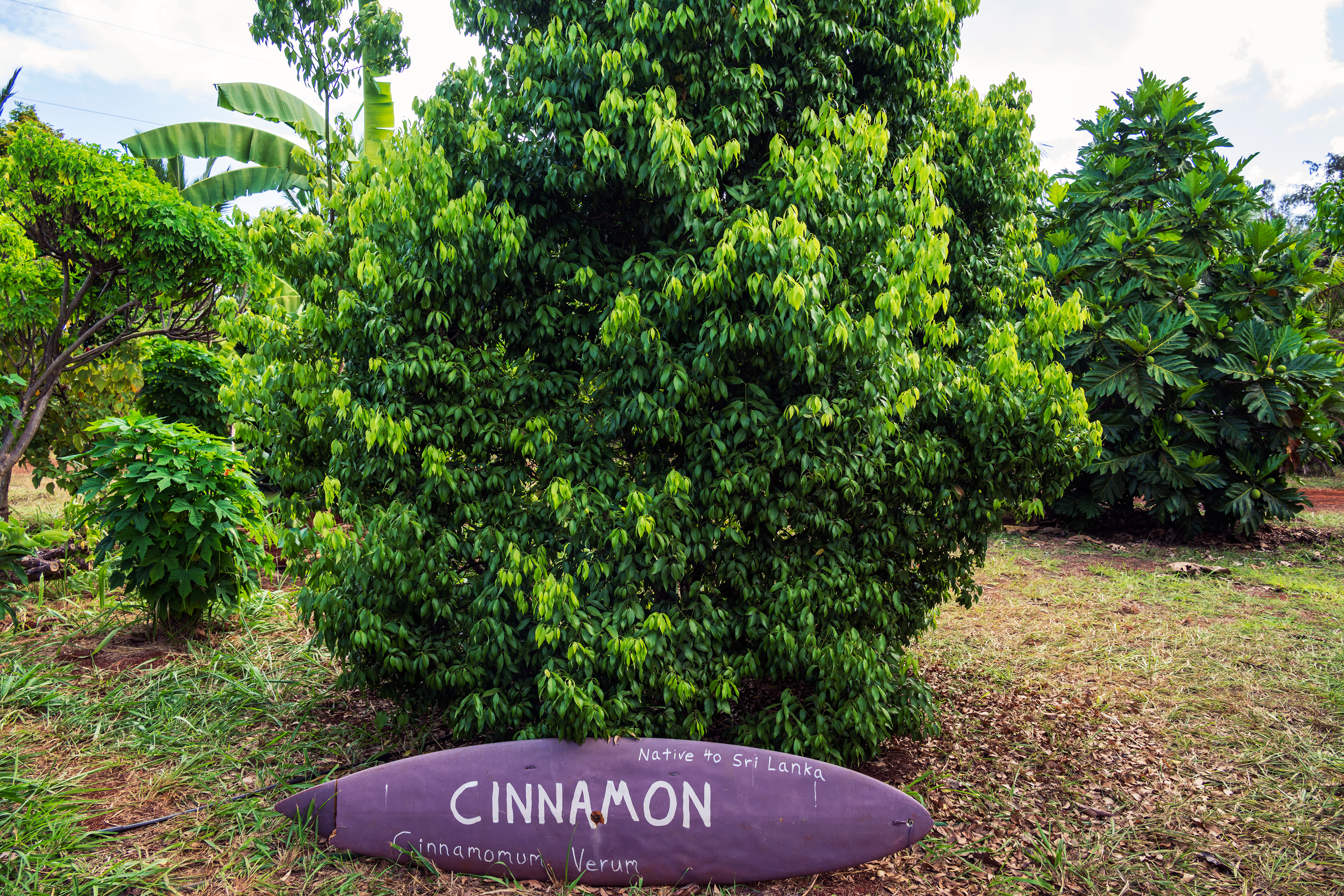 Cinnamon
