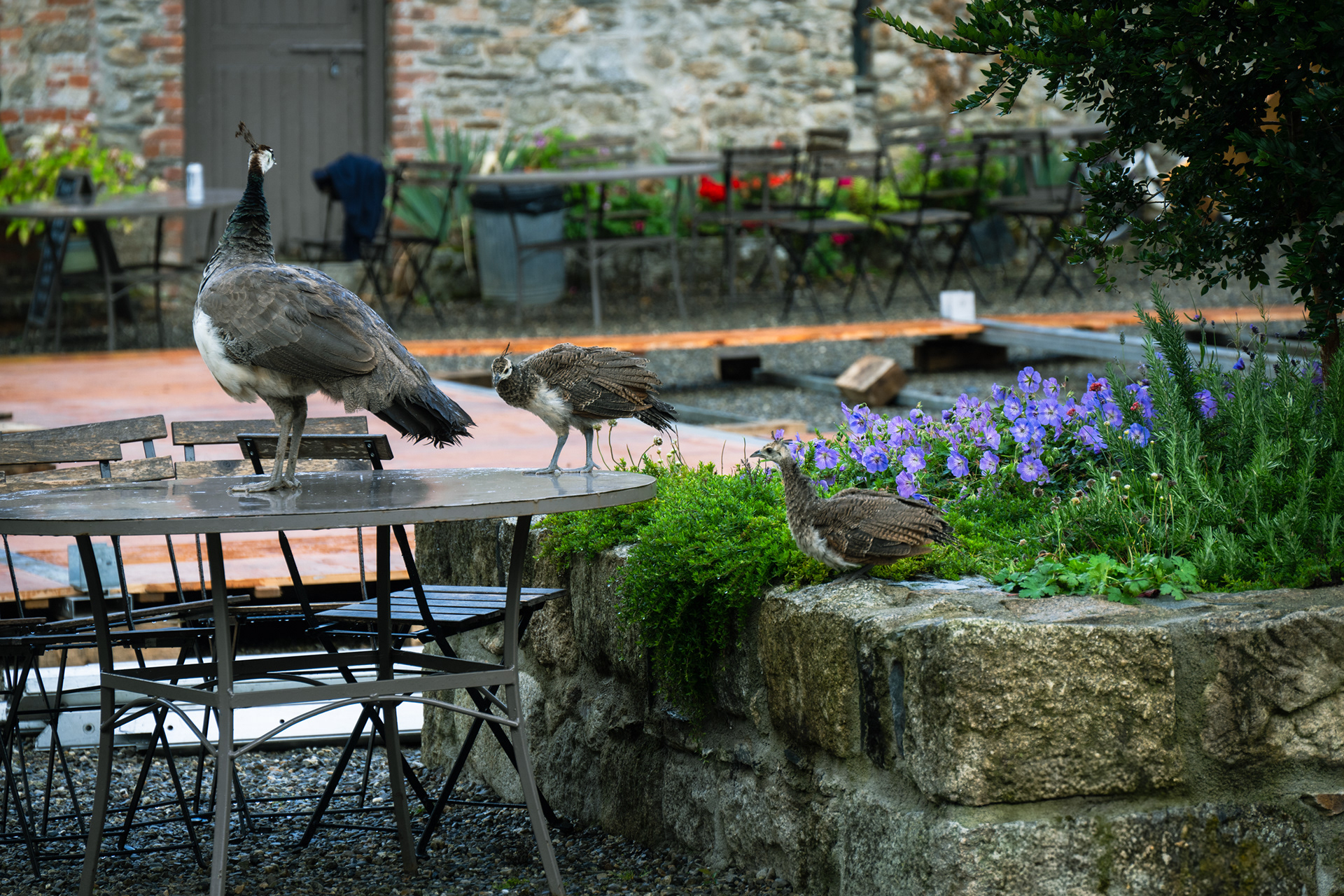 Hungtington Castle - Peacocks
